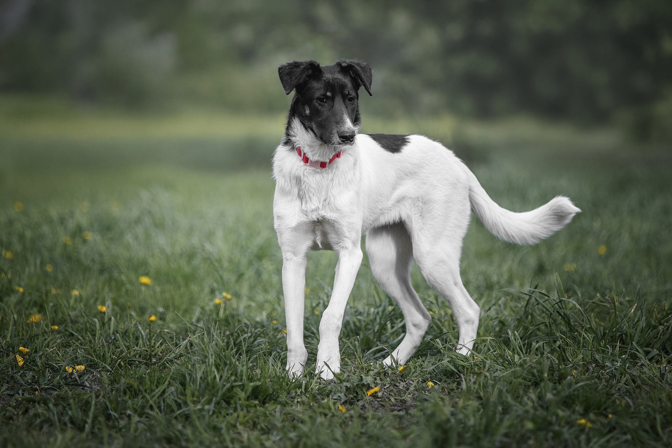 ИЩУТ ДОМ. Фотограф-анималист в Москве и Подмосковье