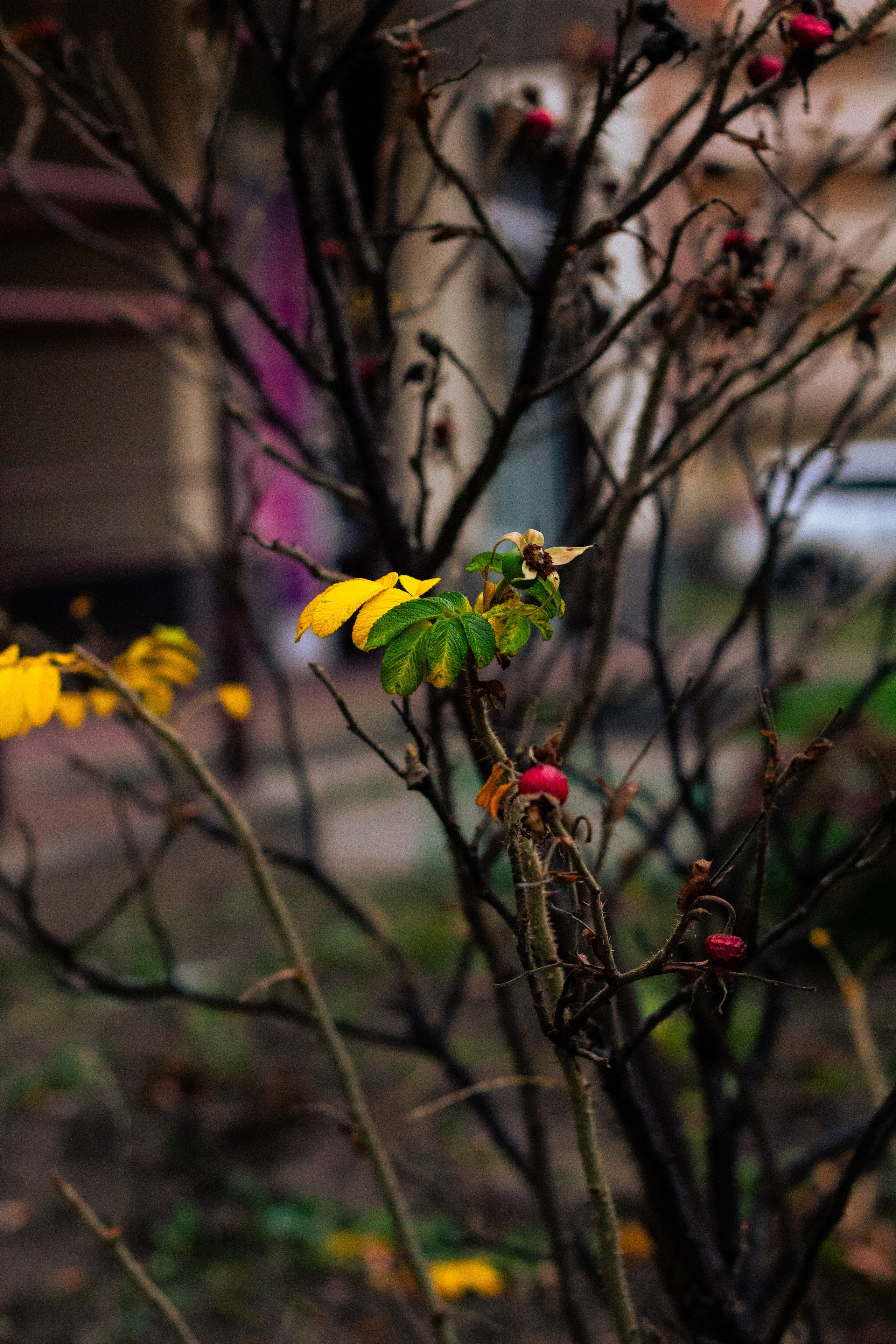 Осень в Москве. Фотограф Москва, портрет, стрит, репортаж. Художественная фотосессия