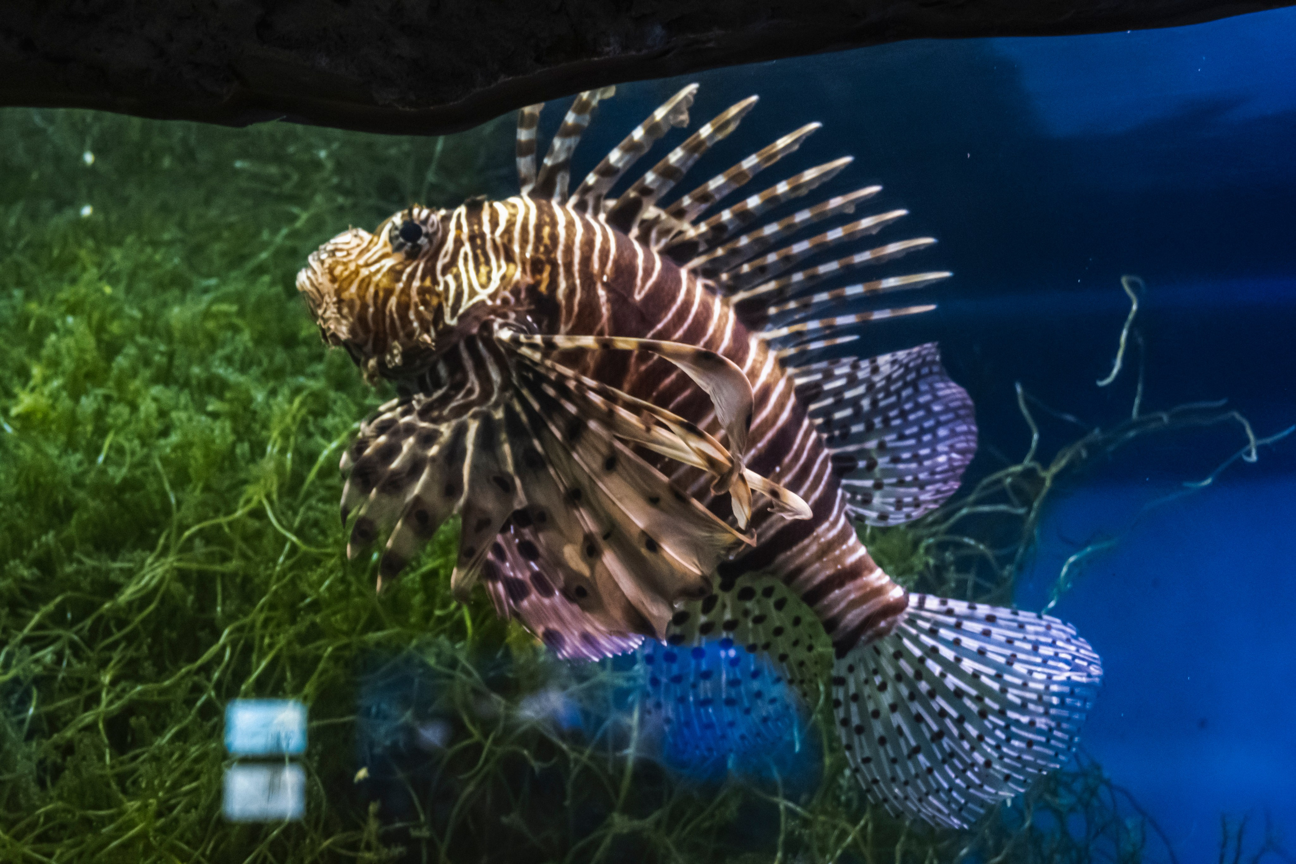 Москвариум. Фотограф Роман Адлер