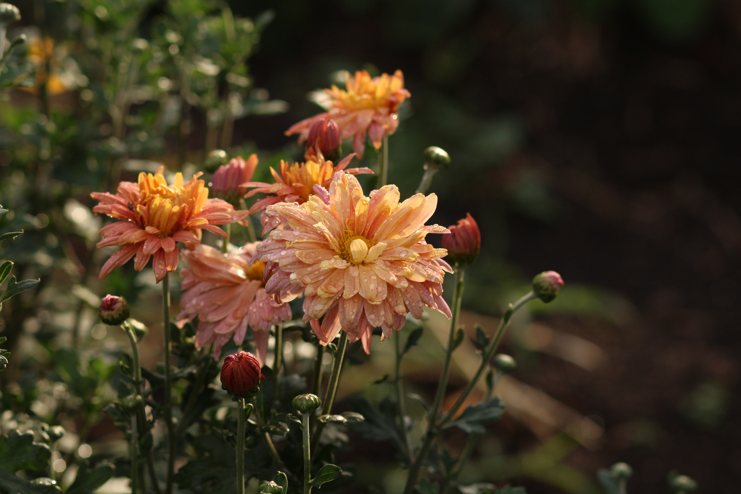 Дарья Урванцева