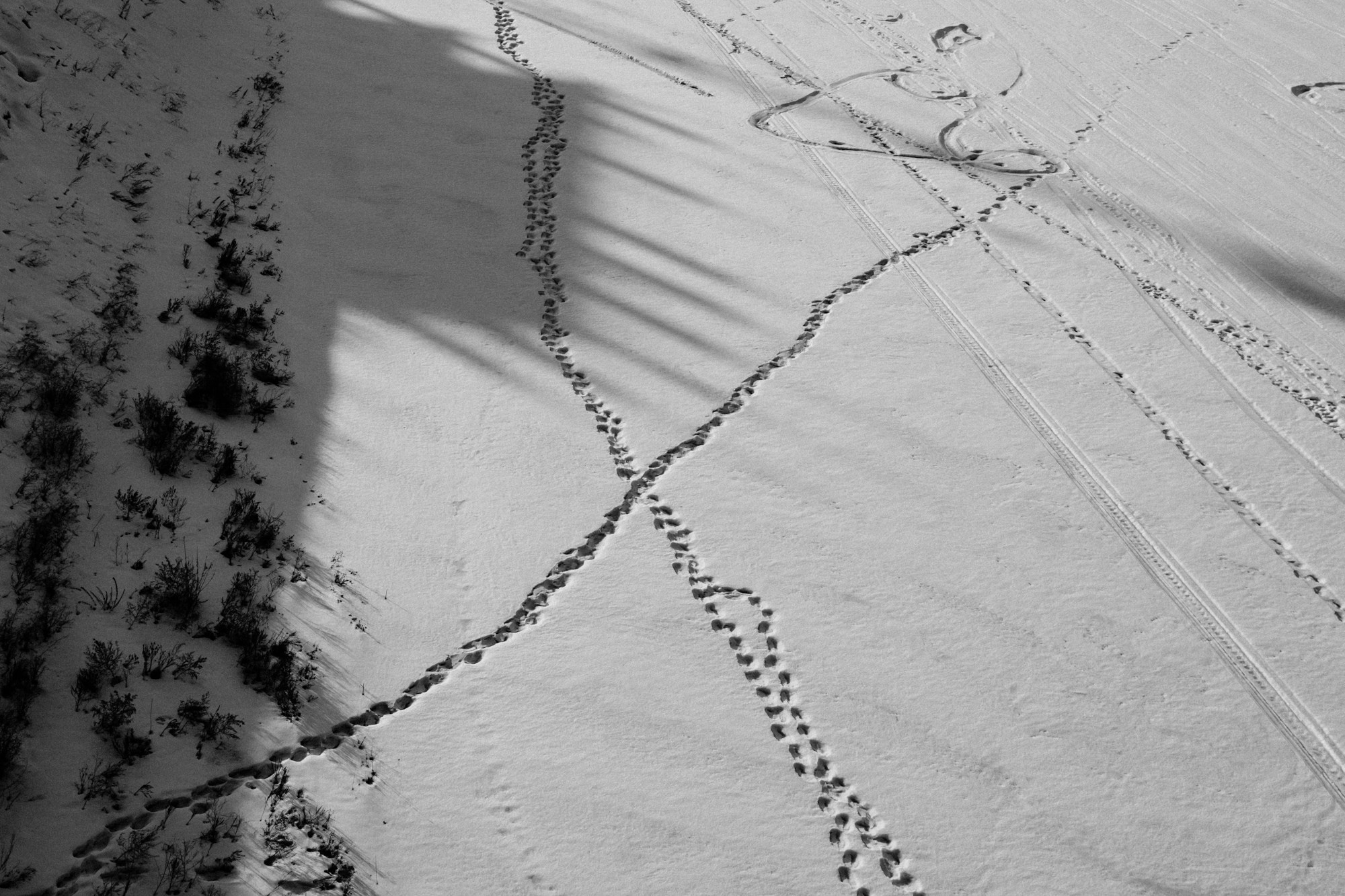 Следы на снегу и мужской силуэт, берег Туры, Тюмень, арт-проект