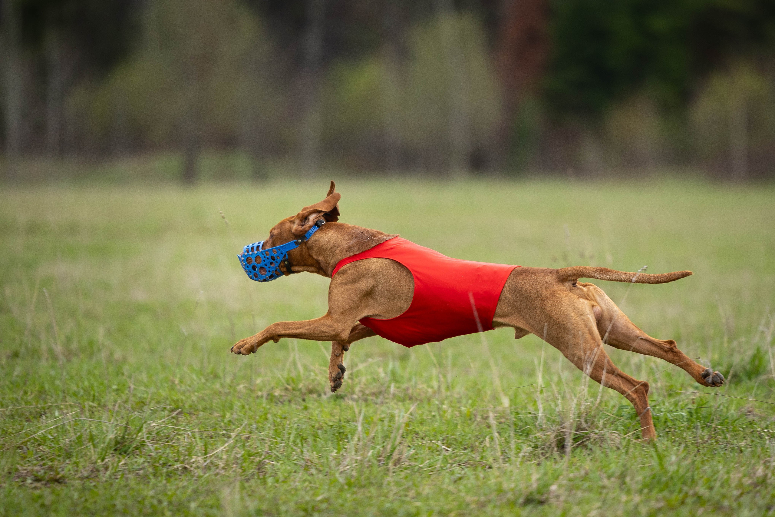 Фотограф Анималист в Перми Анастасия Остерман