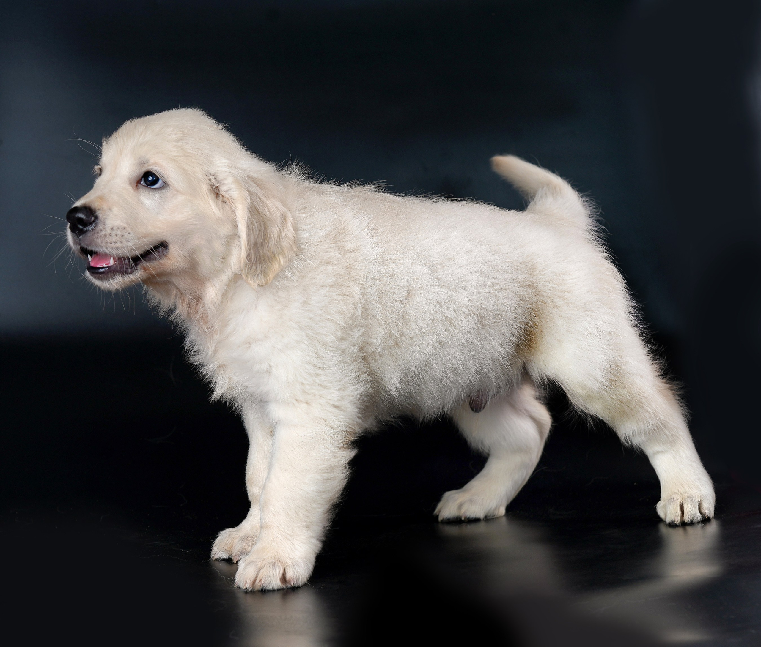 съемка собак, съемка щенков , съемка собак для авито, съемка щенков для авито, грумминг, фотограф животных. фотограф собак,