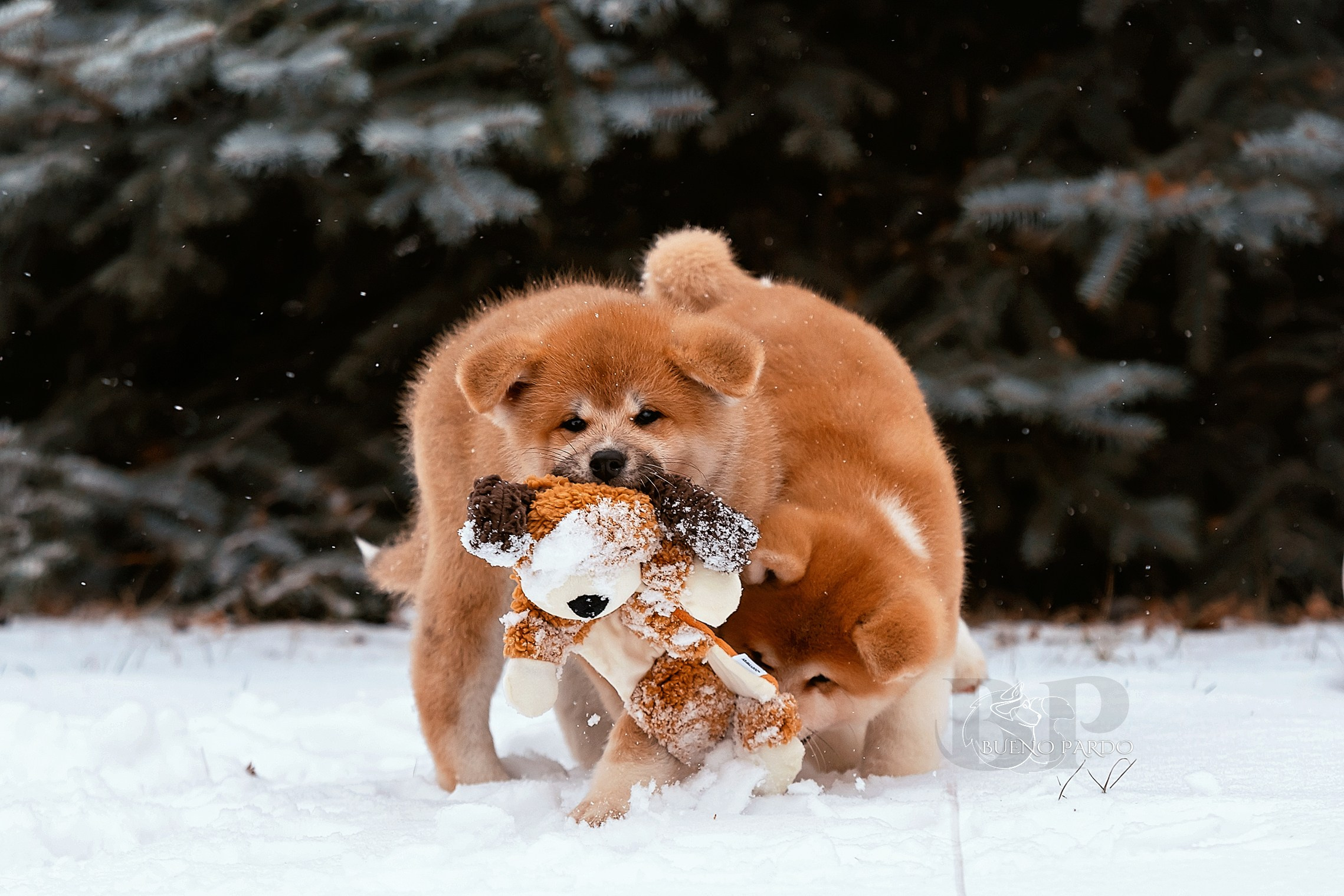 Щенки японской акита ину из питомника. Питомник собак Акита, Хаски, Корги