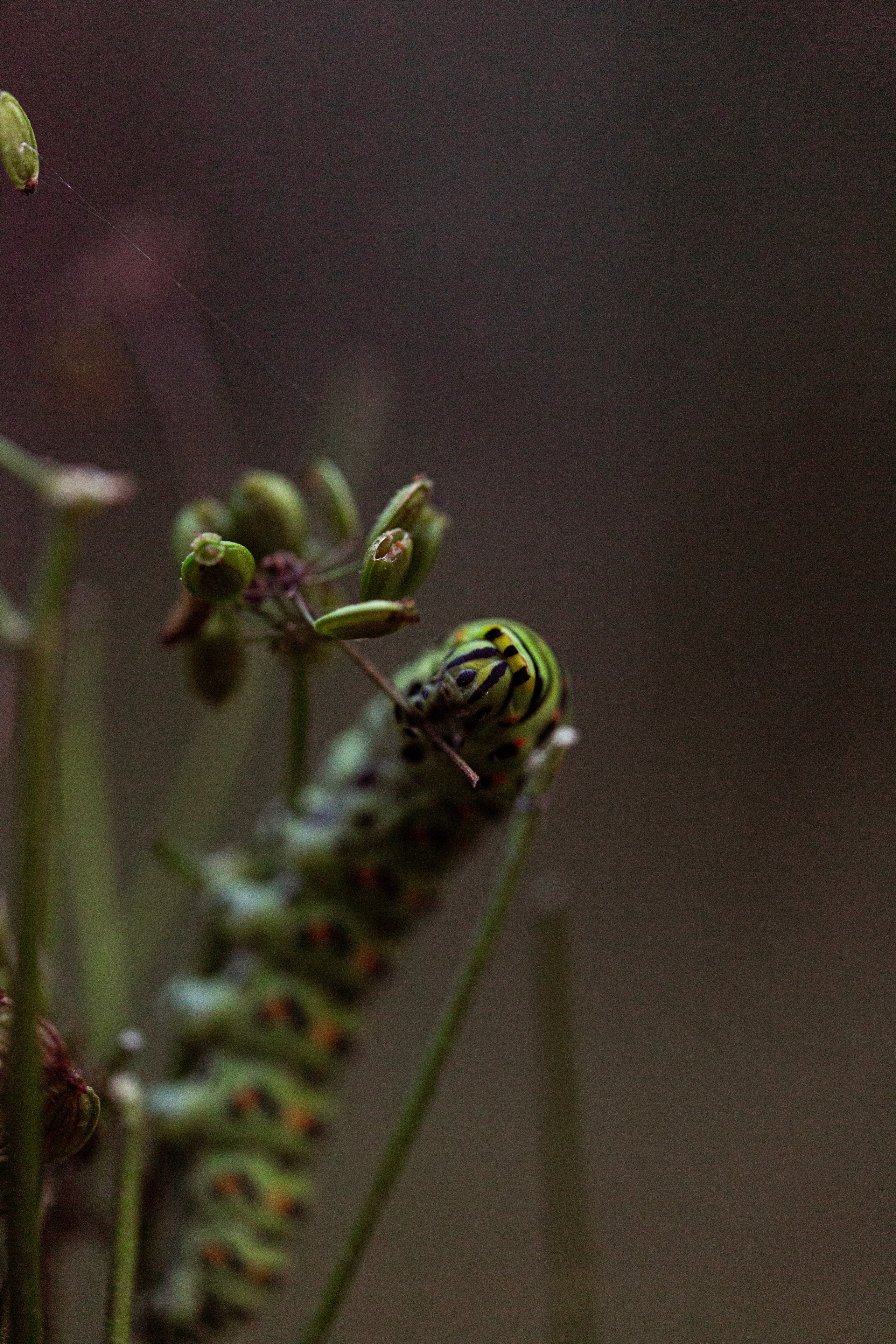 Green. Фотограф Олеся Кавлакан