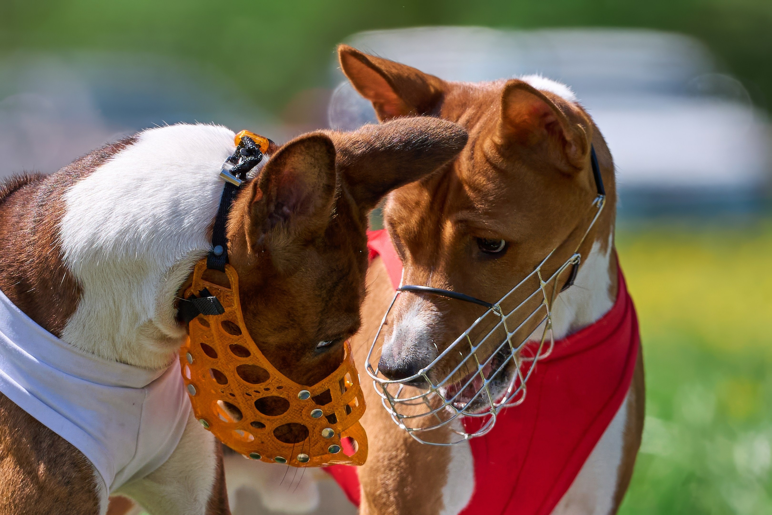 Квалификация по курсингу Донино. Фотограф-анималист Михаил Манухин