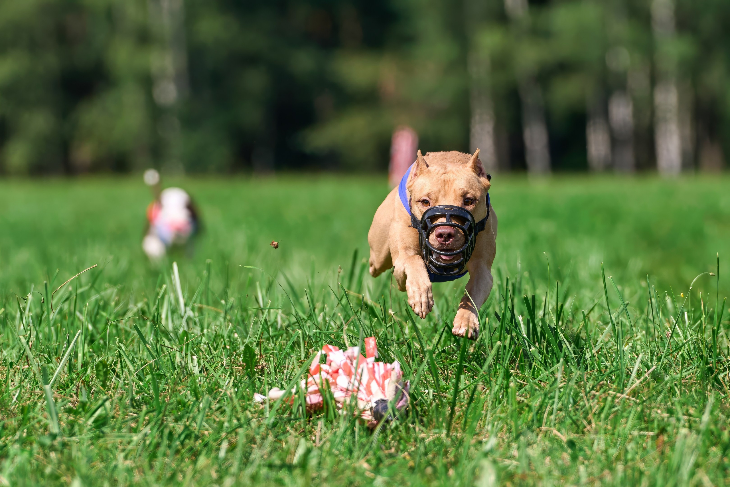 Тренировка в Донино. Фотограф-анималист Михаил Манухин