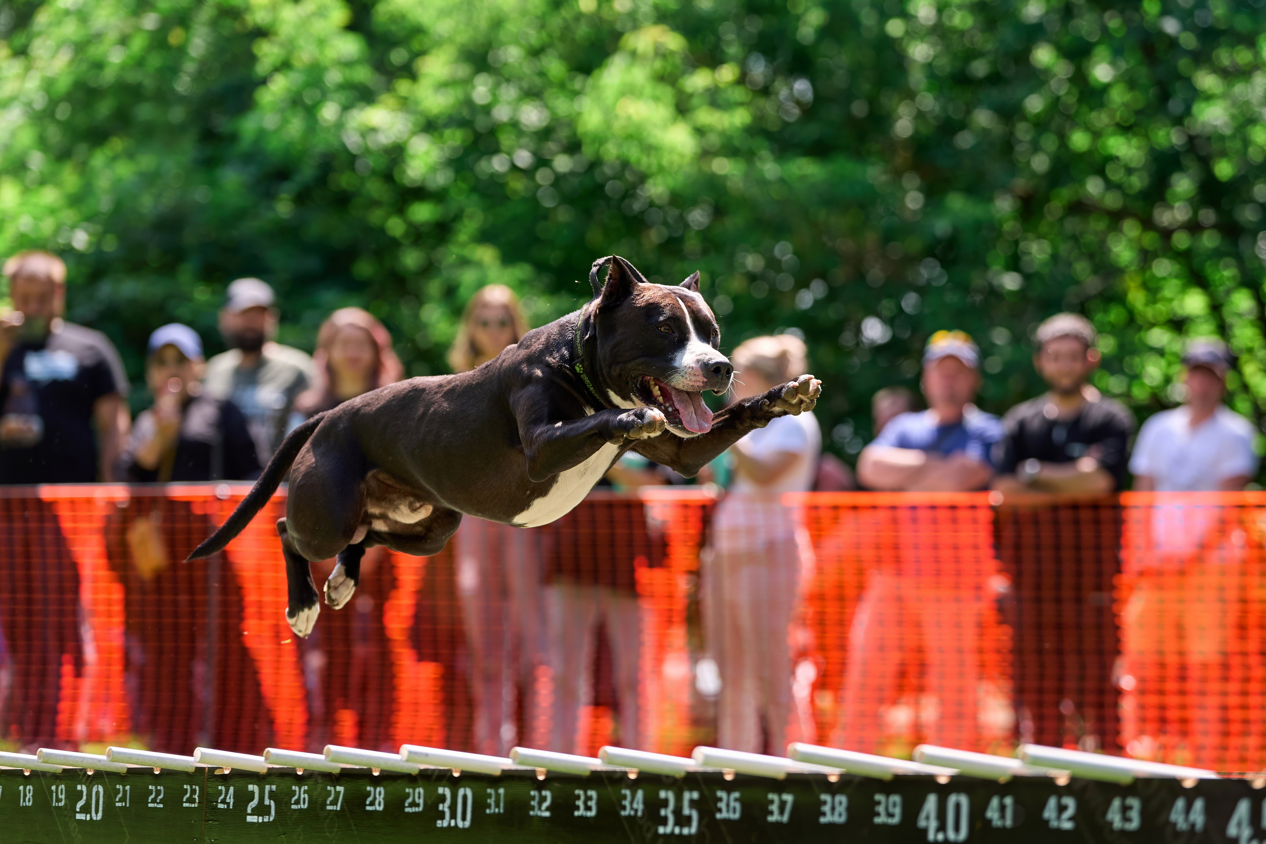 Двухдневные соревнования «Jump'n'Gym Fest — 2024». Фотограф-анималист Михаил Манухин