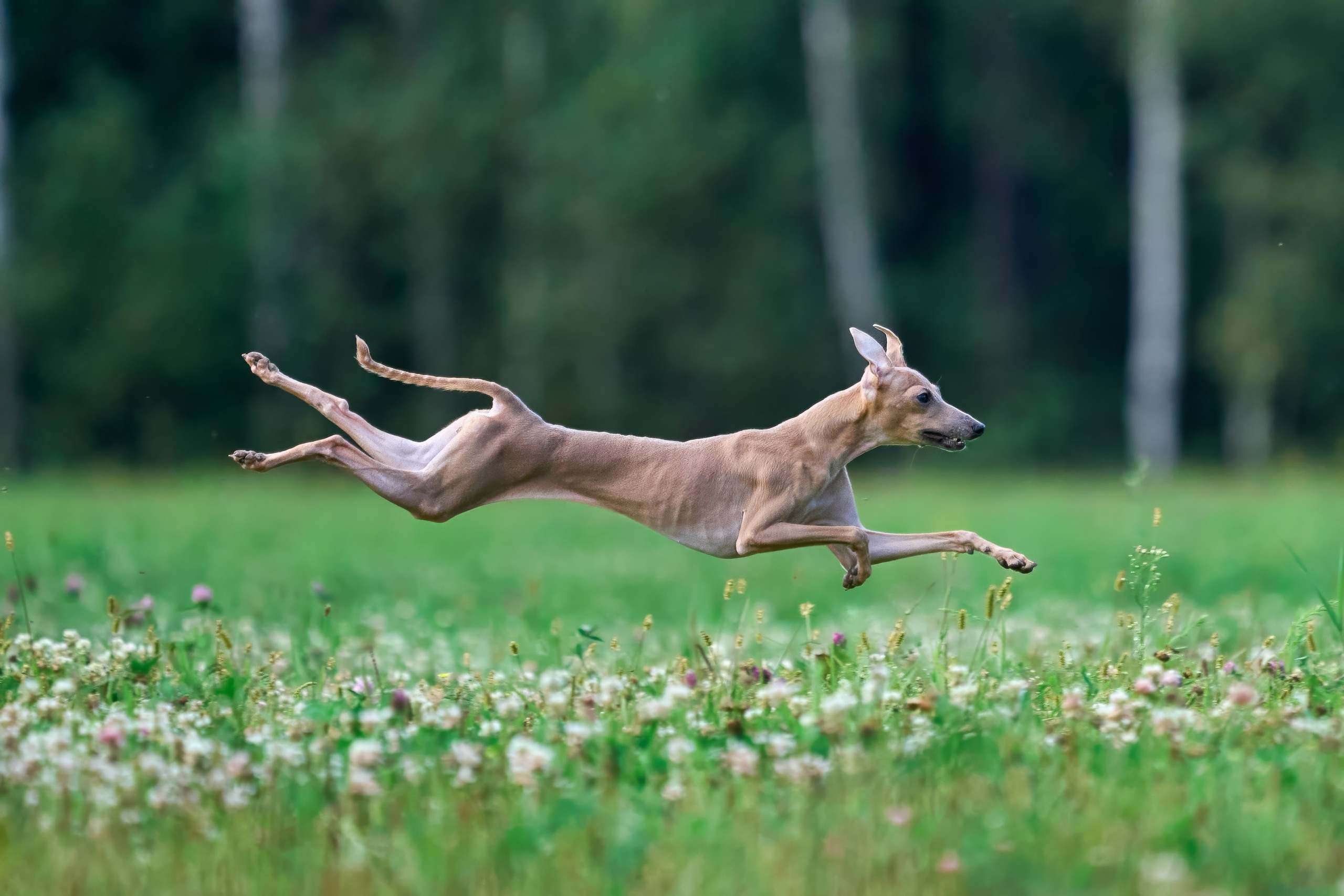 Тренировка в Донино. Фотограф-анималист Михаил Манухин