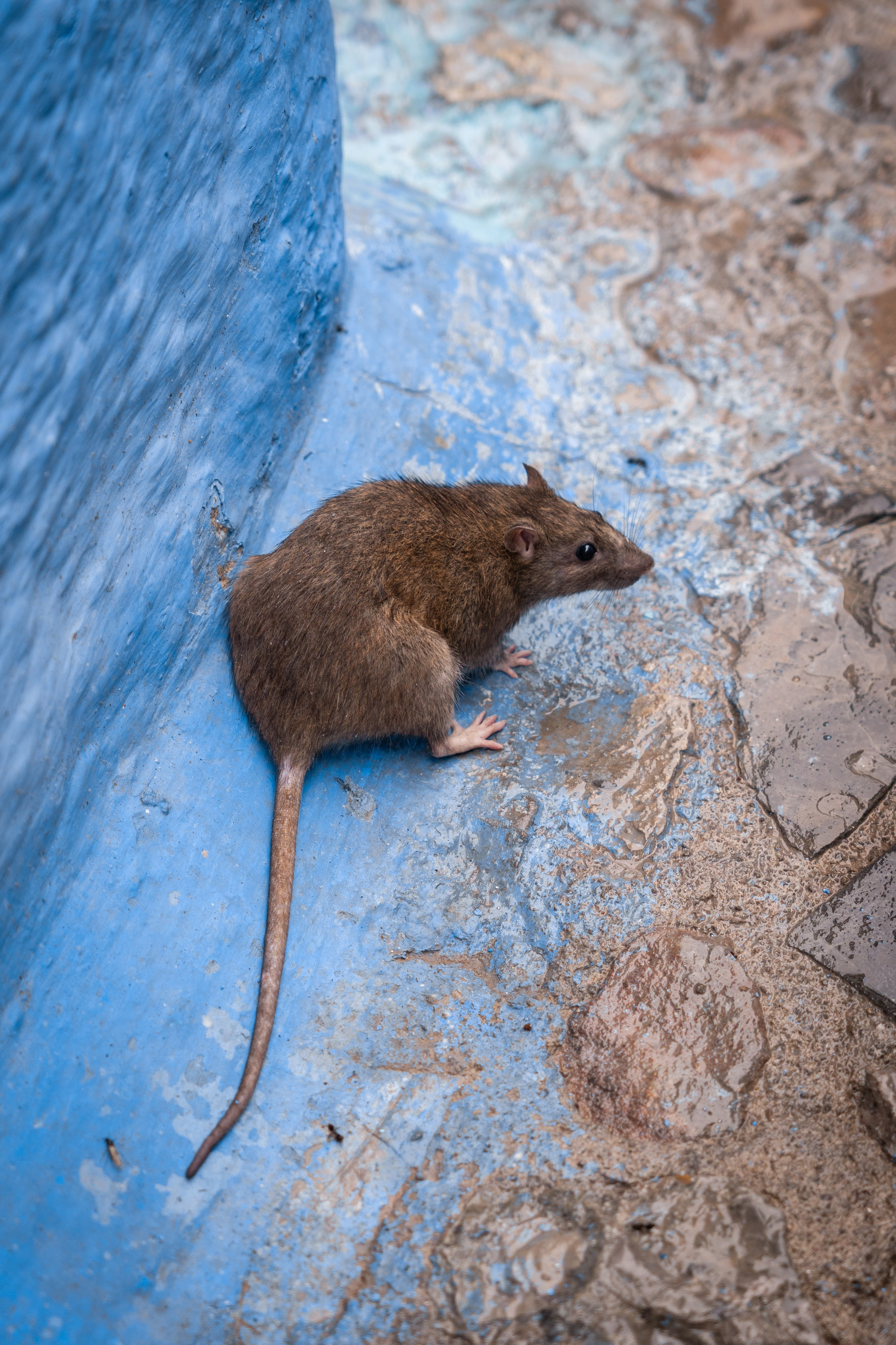 Марокко. Илья Варин — Фотограф Москва, Тверь