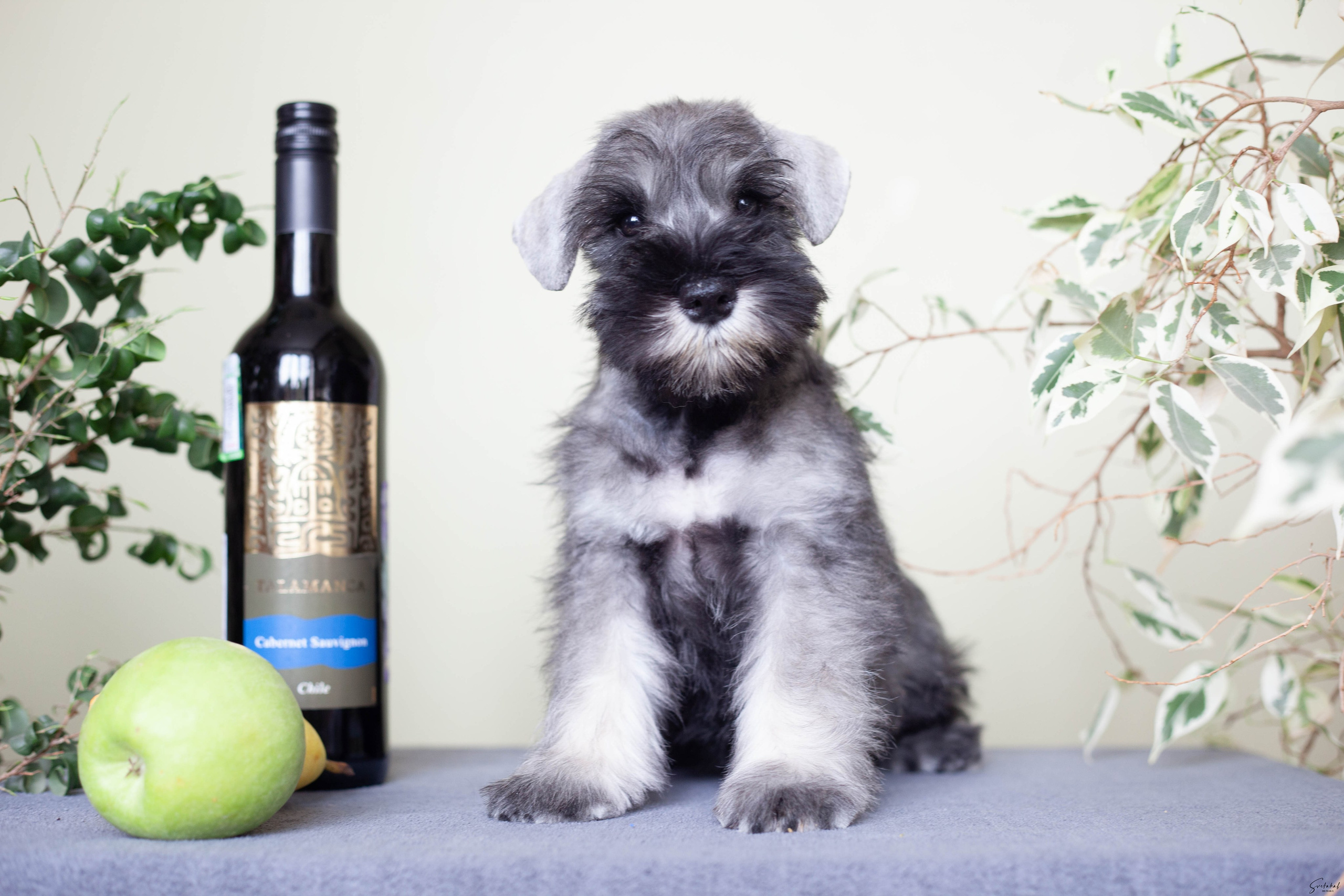 Щенки. Slavilada-Лапки. Свет. Любовь… Профессиональная фотосессия питомцев Для памяти, пристройства и продажи. Хабаровск