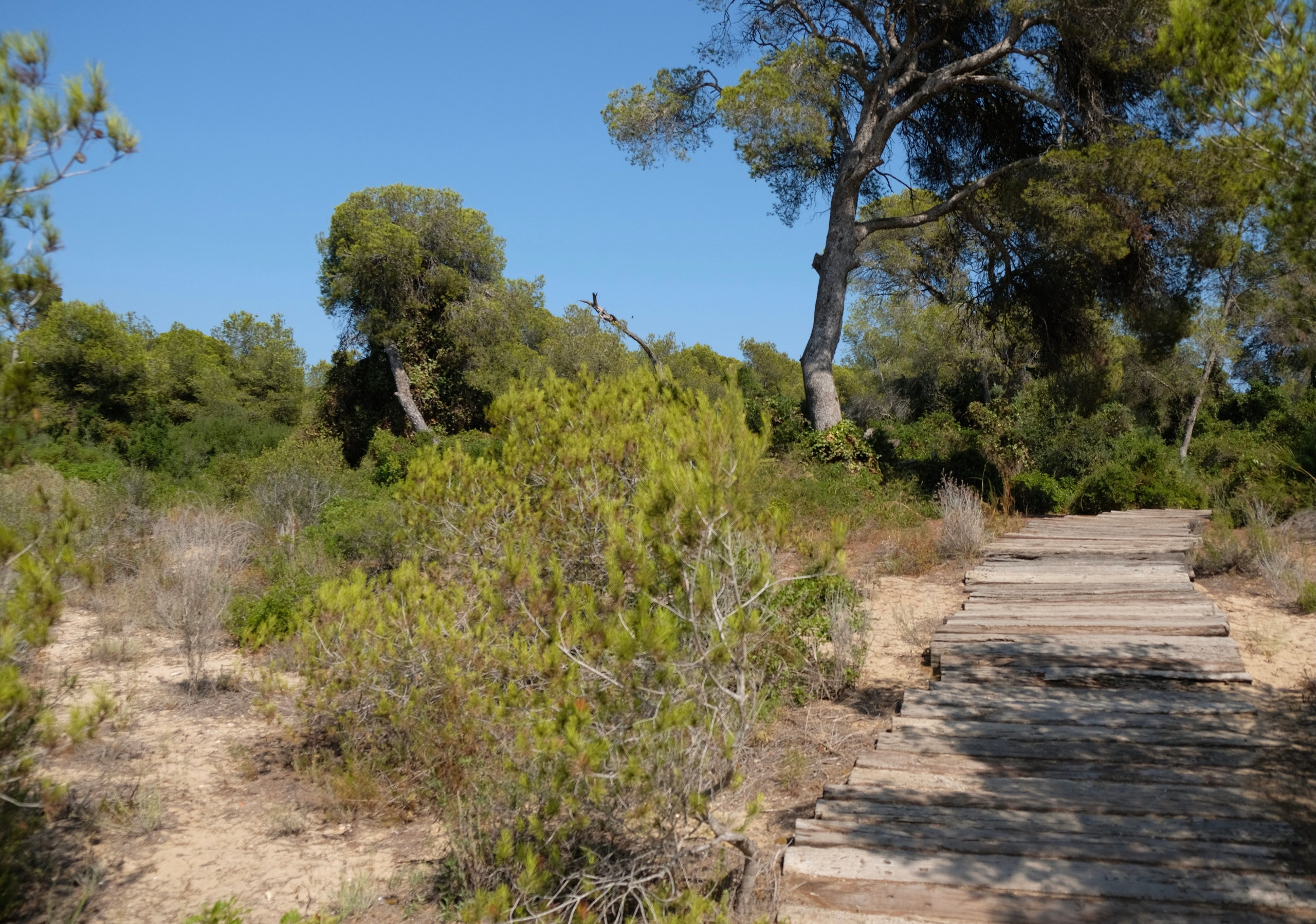 Парк Альбуфера в Валенсии (Испания). Гид и фотограф в Валенсии Новиков Михаил