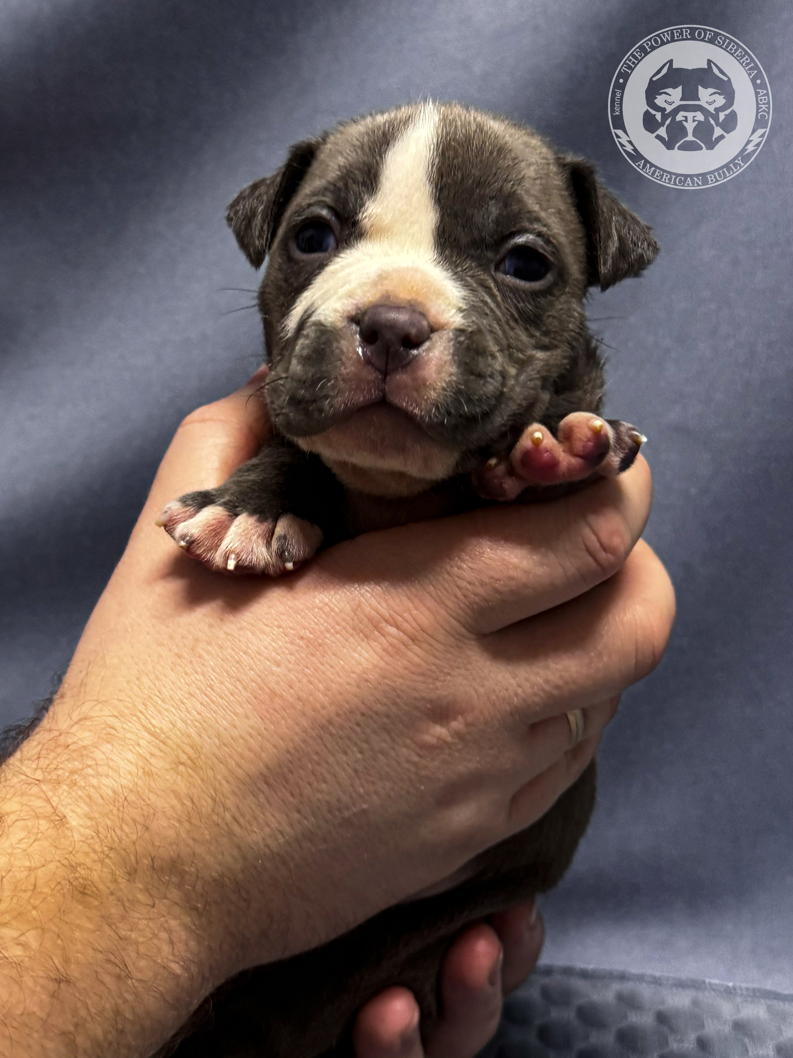 Все свободные щенки. Американский Булли в г. Ростов-на-Дону. Питомник THE POWER OF SIBERIA