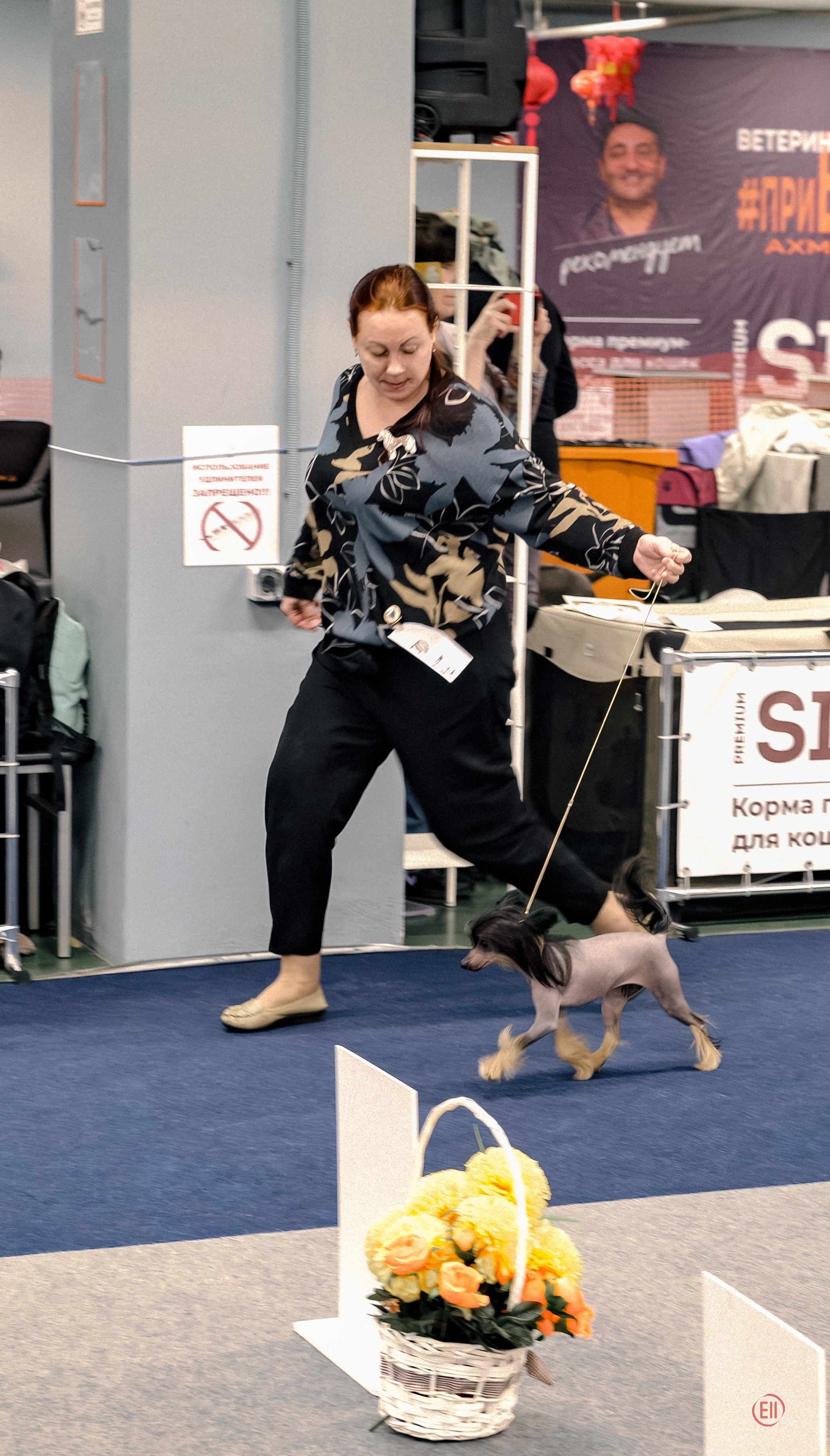 Poale Ell Victoriya — Junior Champion of Russia!. Chinese Crested Dog Kennel Poale Ell