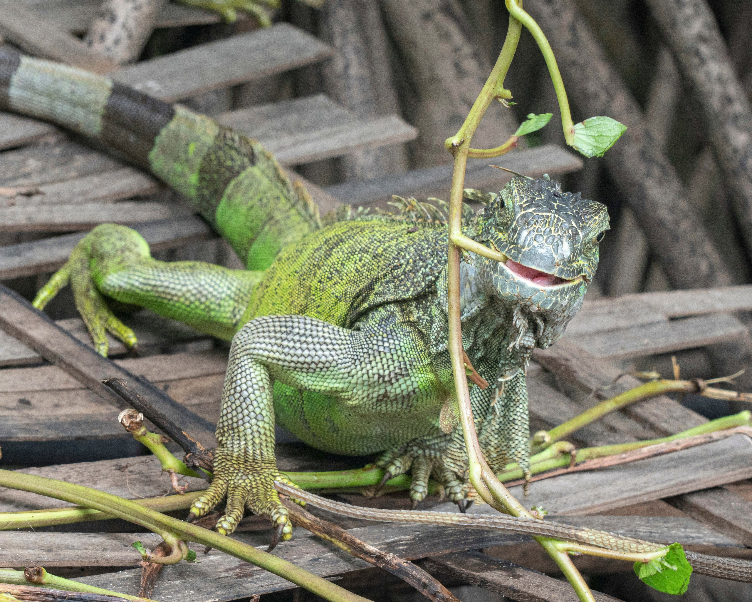 Crocos’ Paradise. CDMX Photography | Alex Klenin| Portrait & Event Photographer