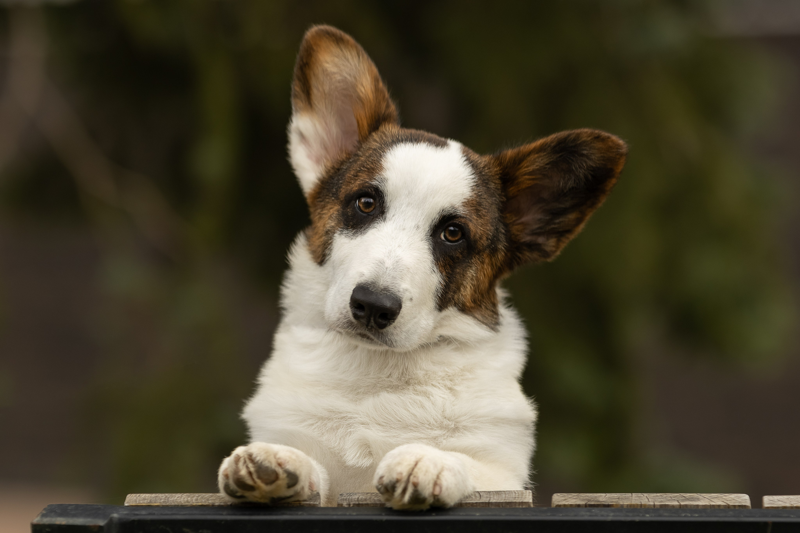 Купить щенка вельш корги кардиган из питомника Ice Fantasy. Купить щенка Вельш-корги-кардиган в семейном питомнике — Ice Fantasy