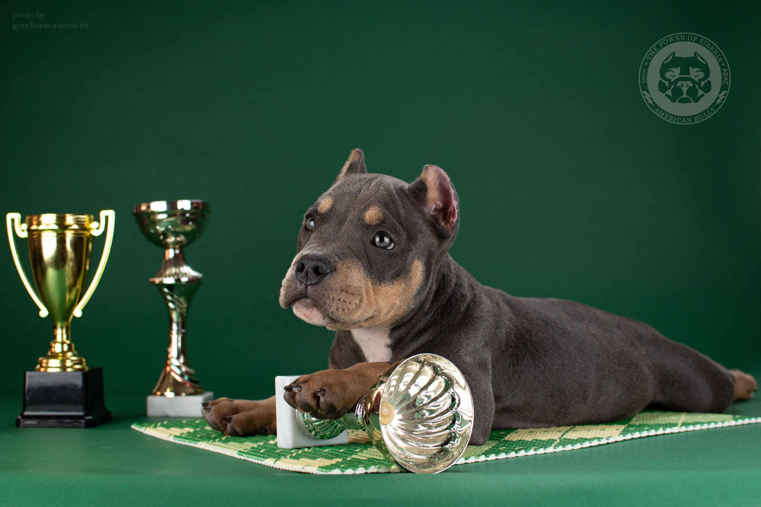 купить щенка Американский булли в Москве