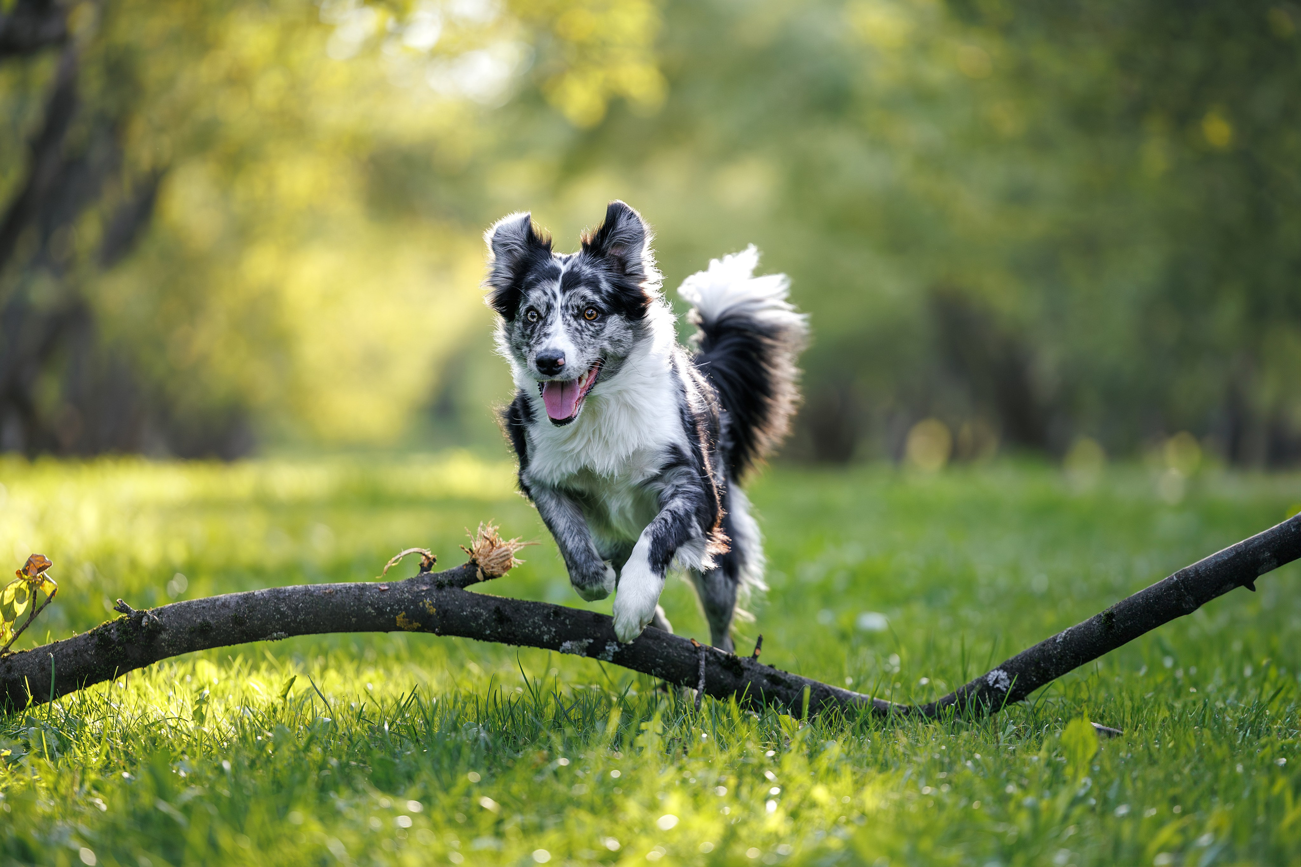 Фотограф Анималист в Москве Анастасия Жучкова