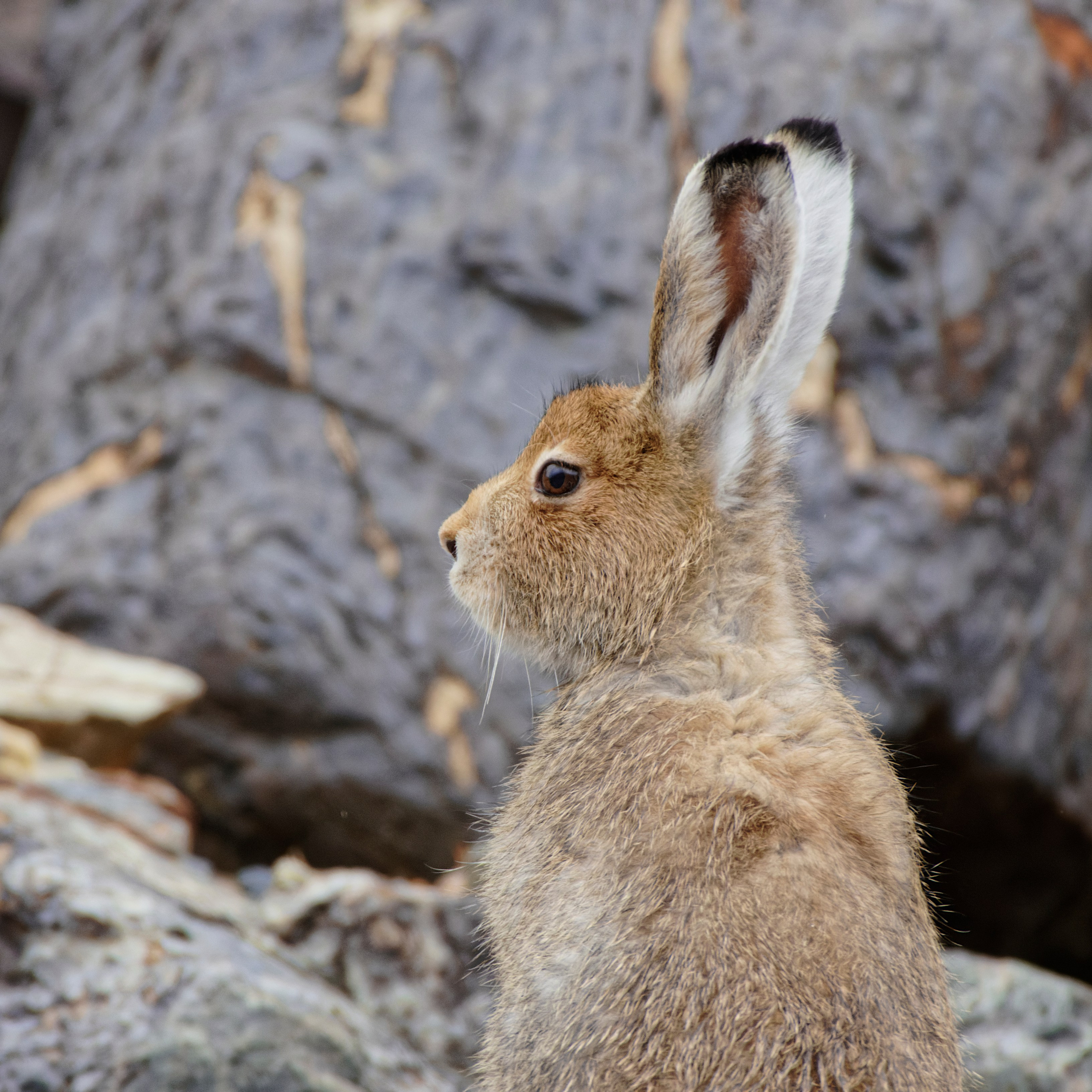 Это не фотошоп. Я видел это в горах Алтая. Семоха Валерий. Фотограф