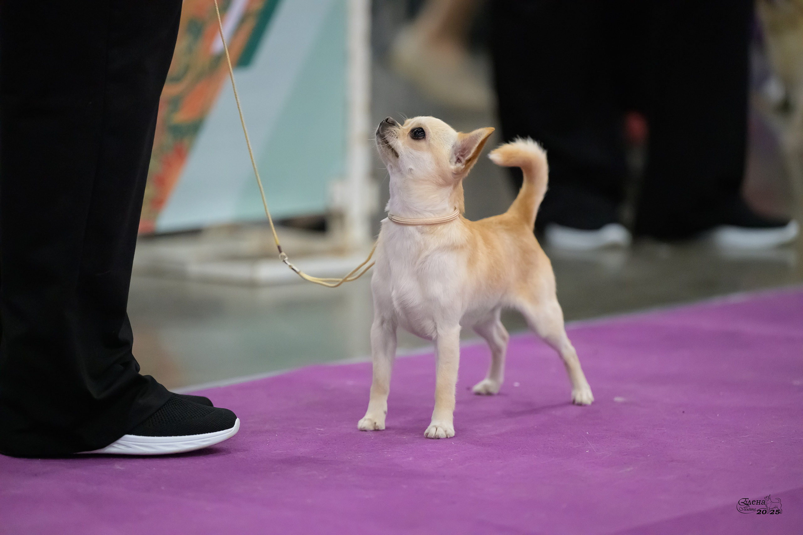 15-16.11.2025 ЕВРАЗИЯ г. Москва. Фотограф анималист Елена Галдина г. Красноярск