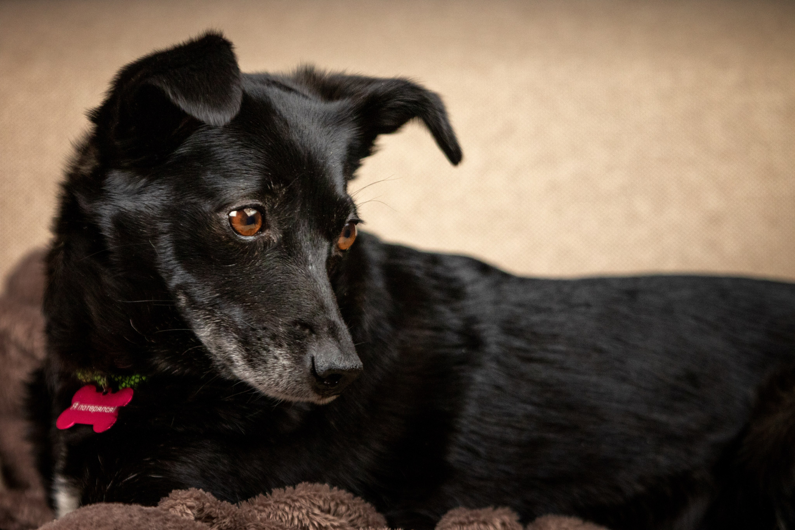 Рождественская история Бусинки. Фотограф-анималист Юлия Зубкова
