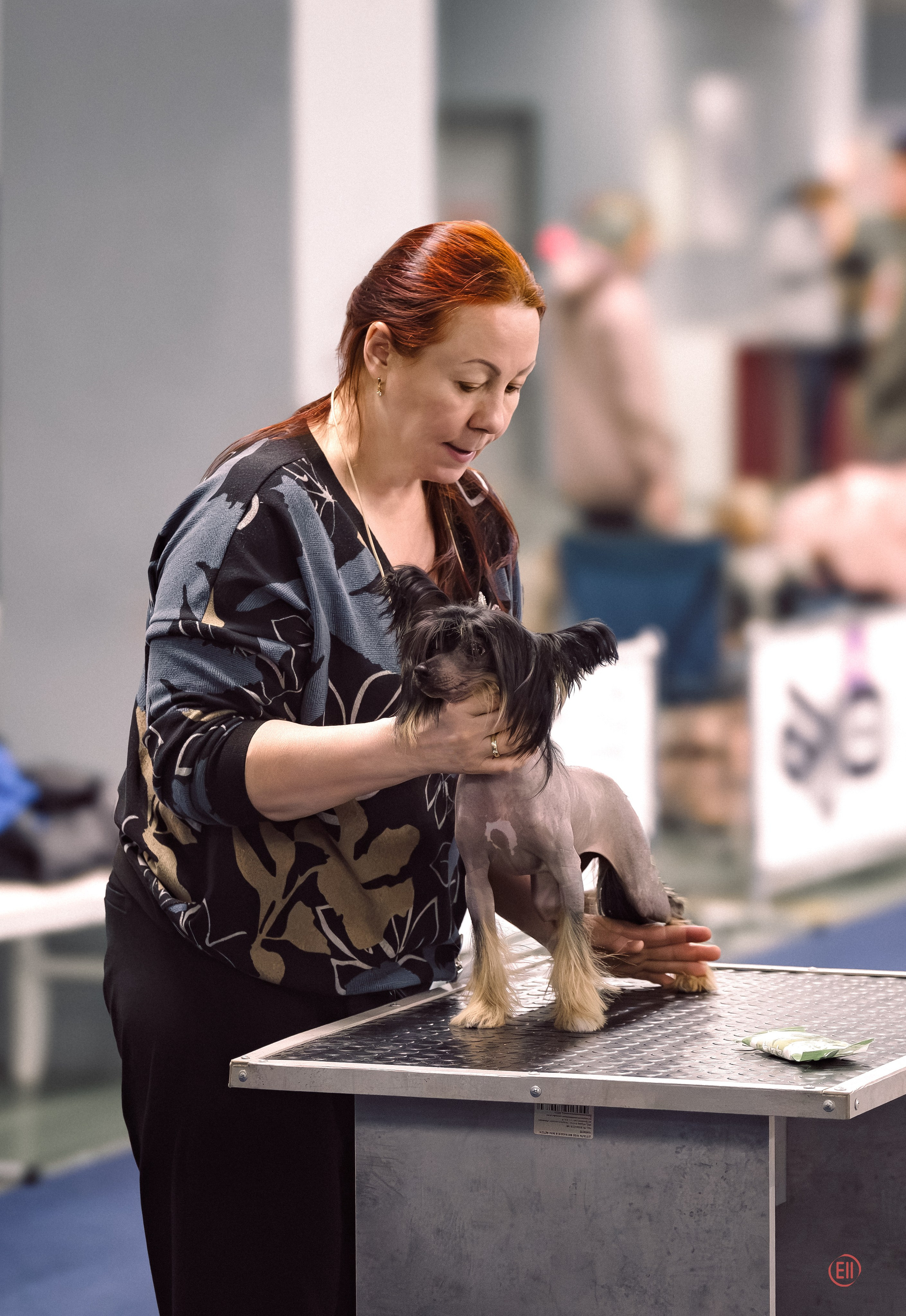 Poale Ell Victoriya — Junior Champion of Russia!. Chinese Crested Dog Kennel Poale Ell