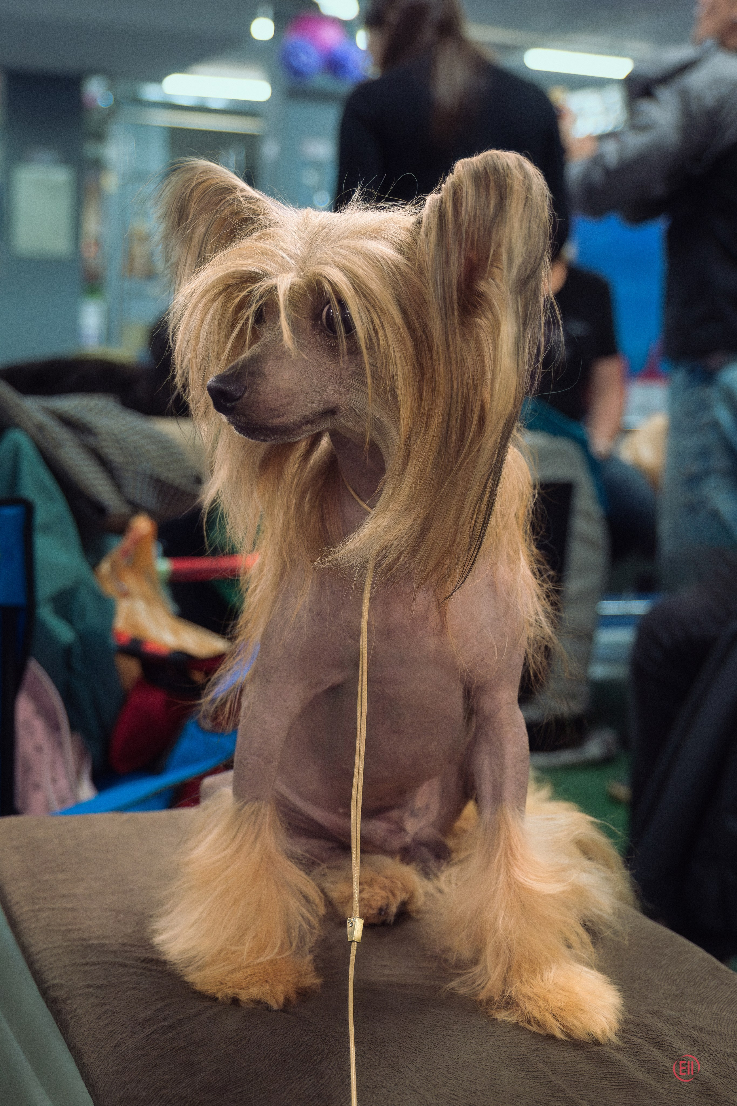 Moscow, Exhibition of the ROO KK “Planet of Dogs”. Exhibition Center “Sfera”. Chinese Crested Dog Kennel Poale Ell