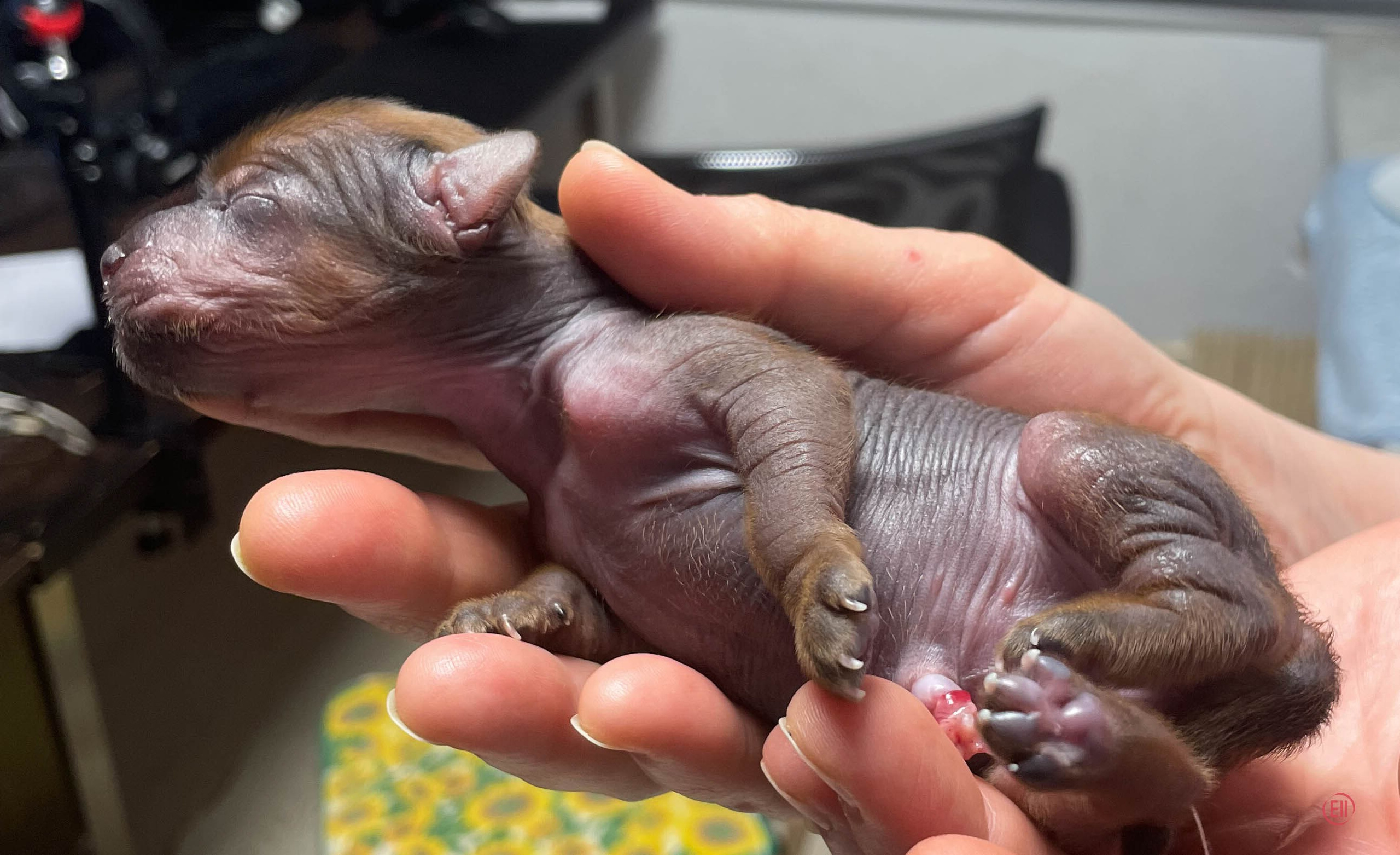 День рождения. Голая девочка.