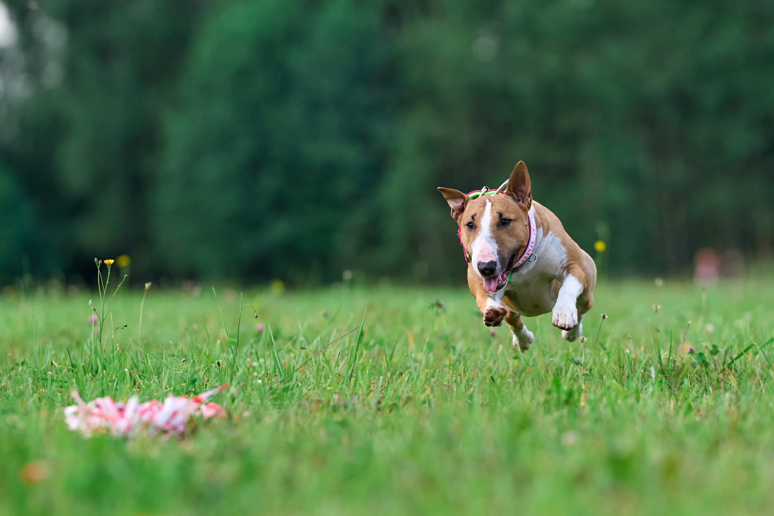 Тренировка в Донино. Фотограф-анималист Михаил Манухин
