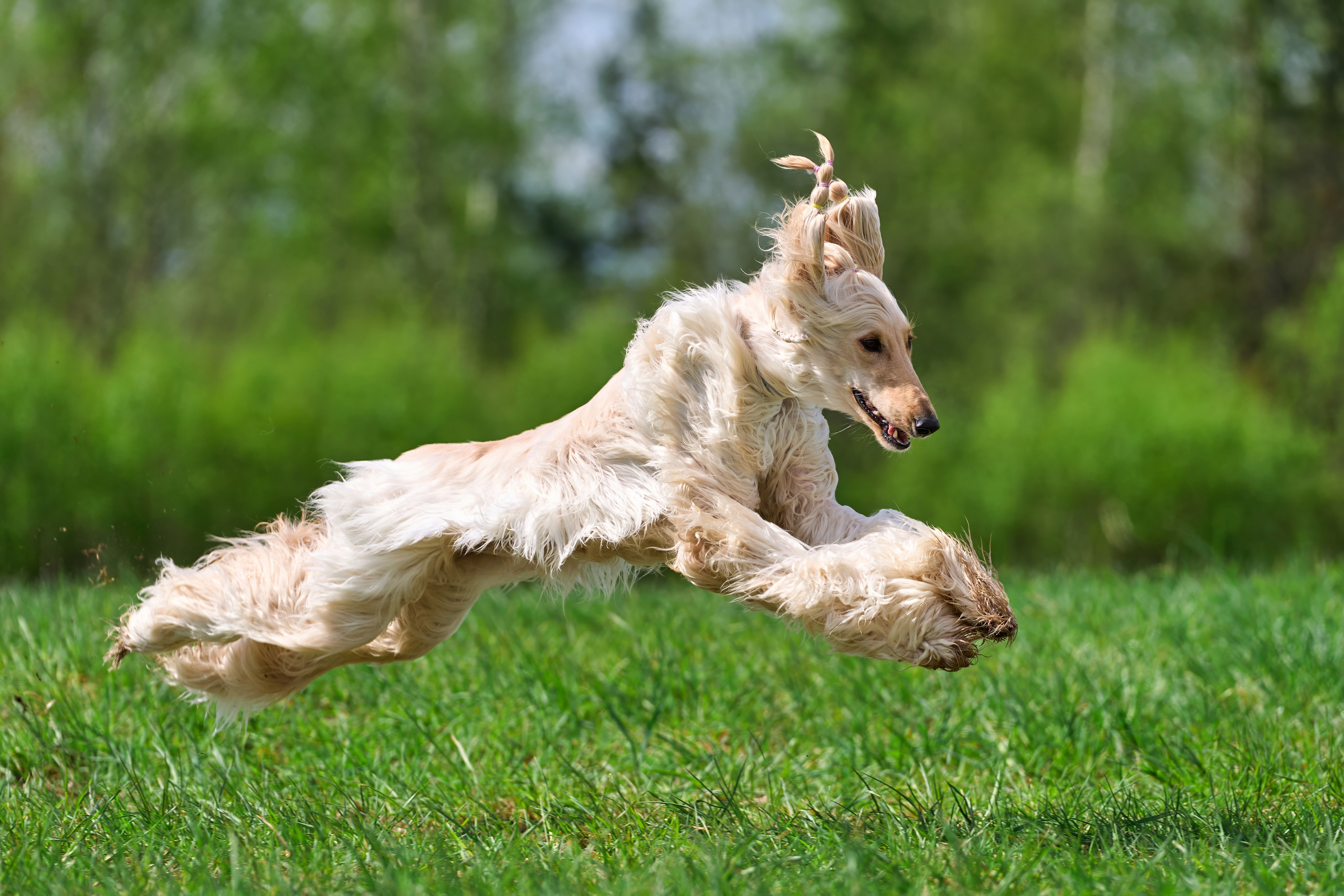 Тренировка по курсингу «на Ярославке». Фотограф-анималист Михаил Манухин