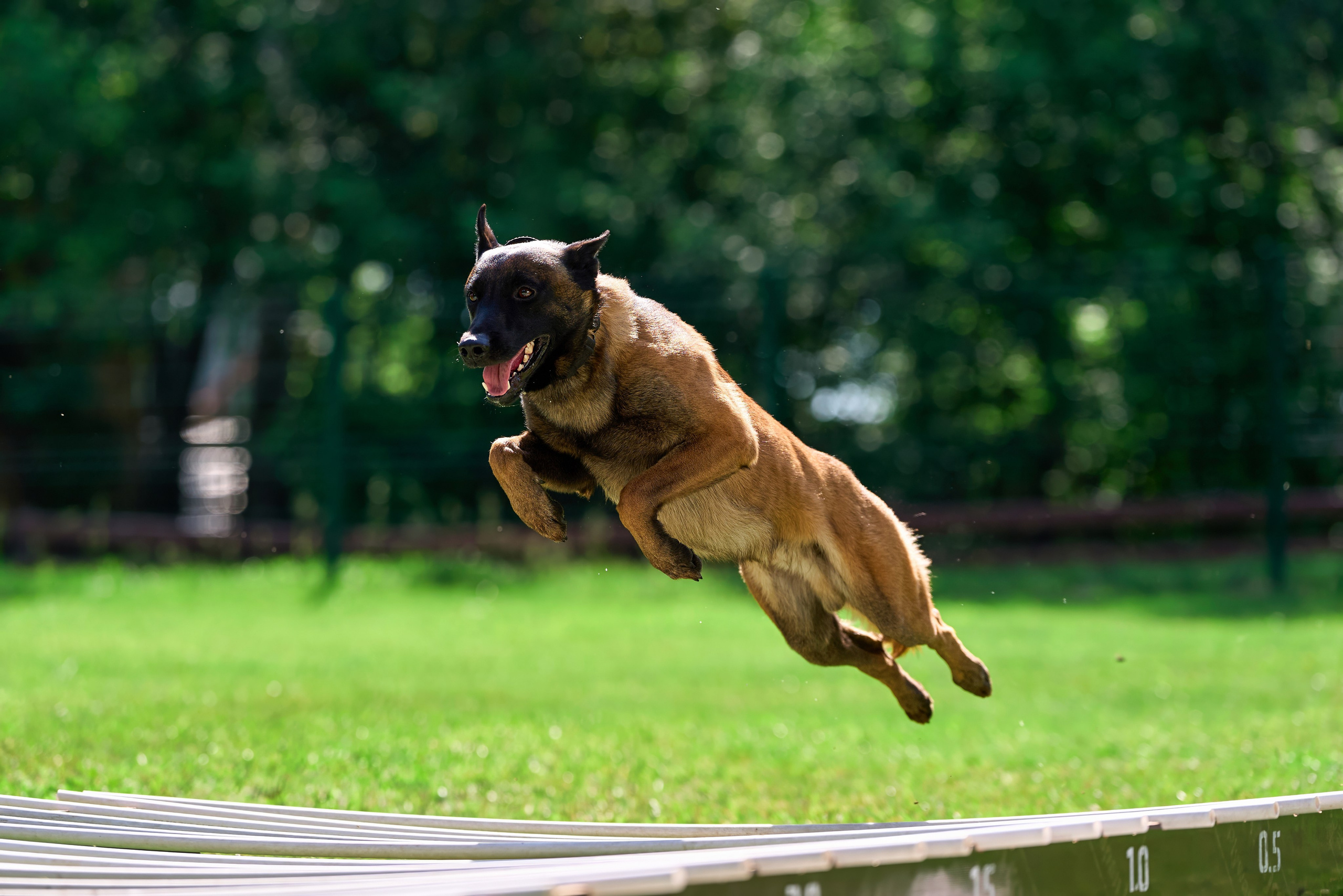 Двухдневные соревнования «Jump'n'Gym Fest — 2024». Фотограф-анималист Михаил Манухин