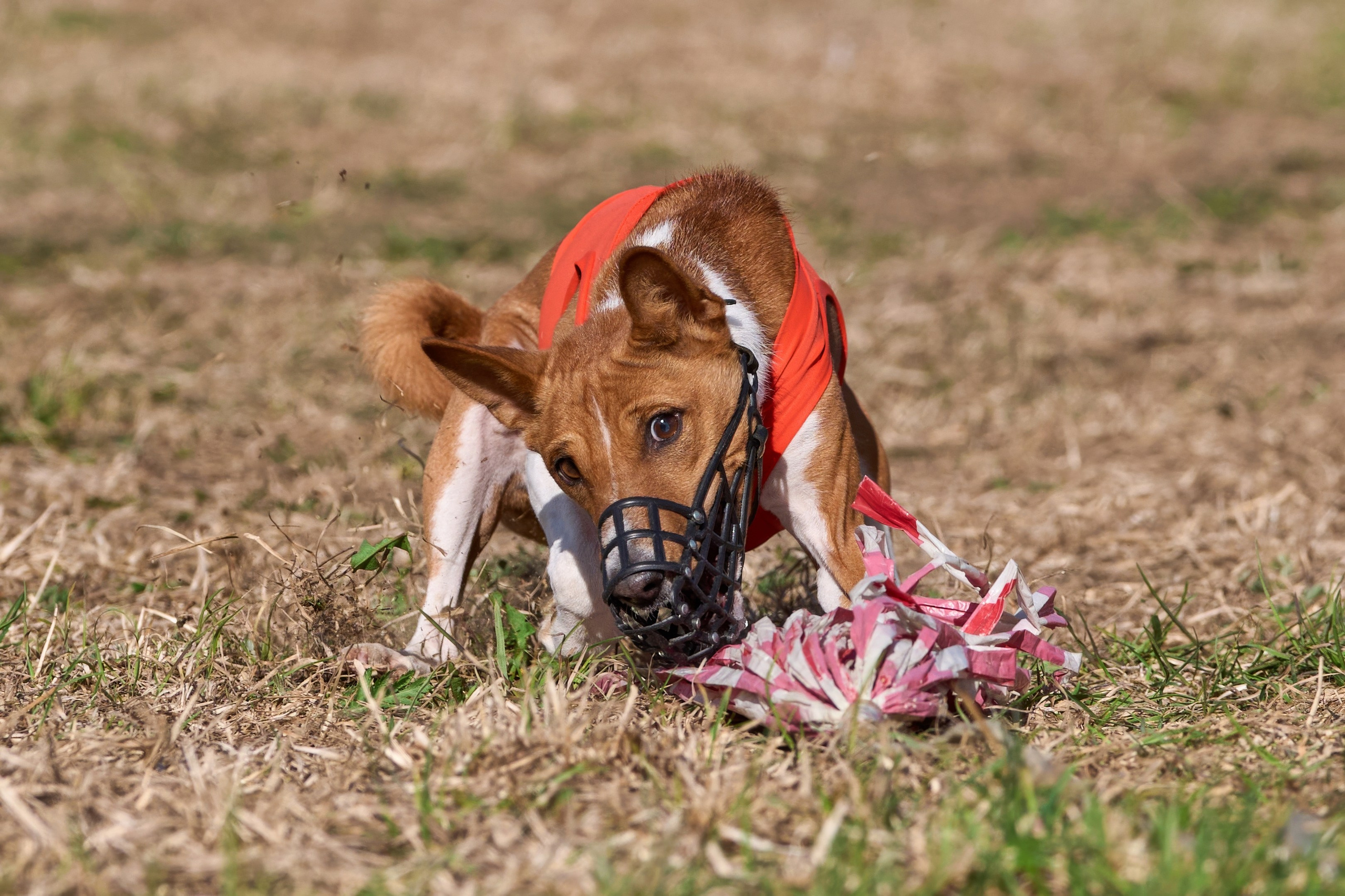 ПЧРКФ по курсингу. Фотограф-анималист Михаил Манухин