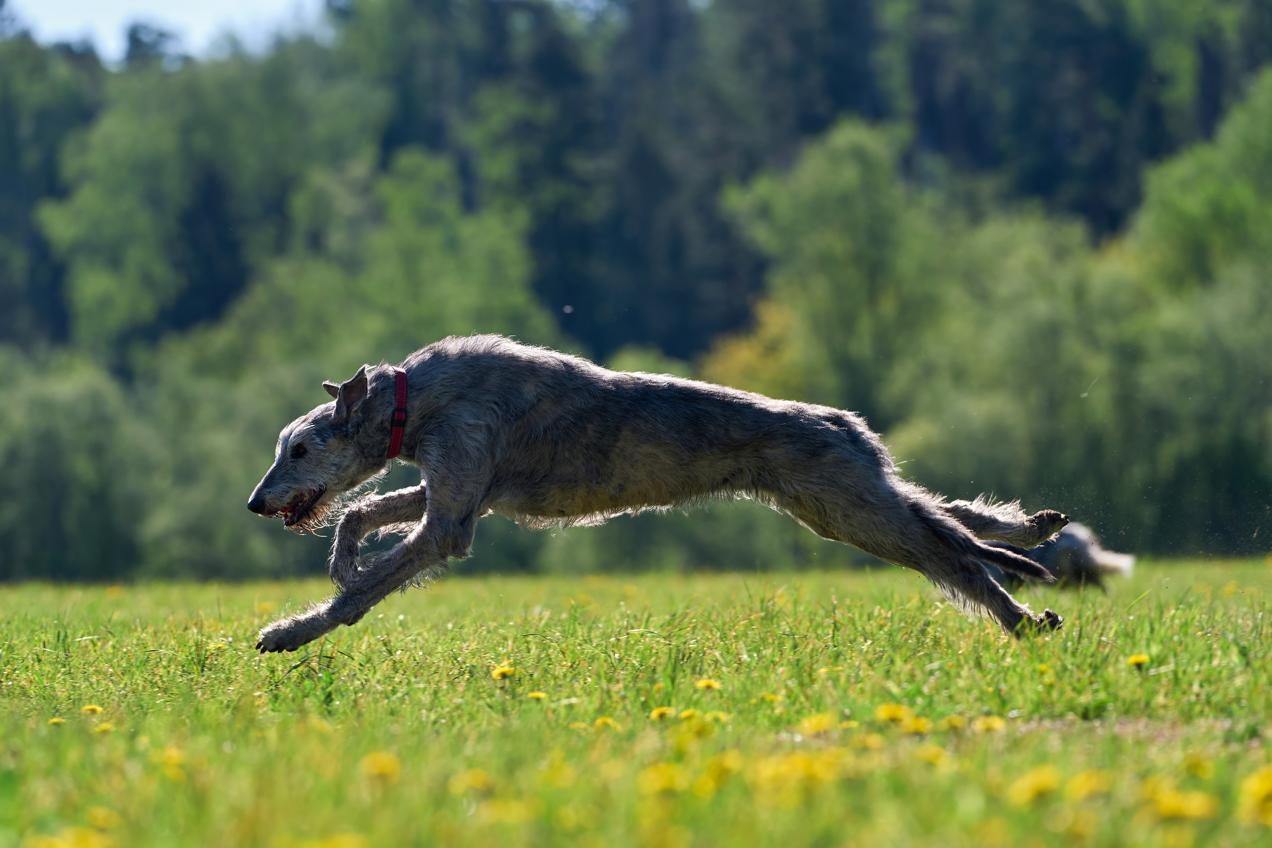 Тренировка по курсингу «на Ярославке». Фотограф-анималист Михаил Манухин