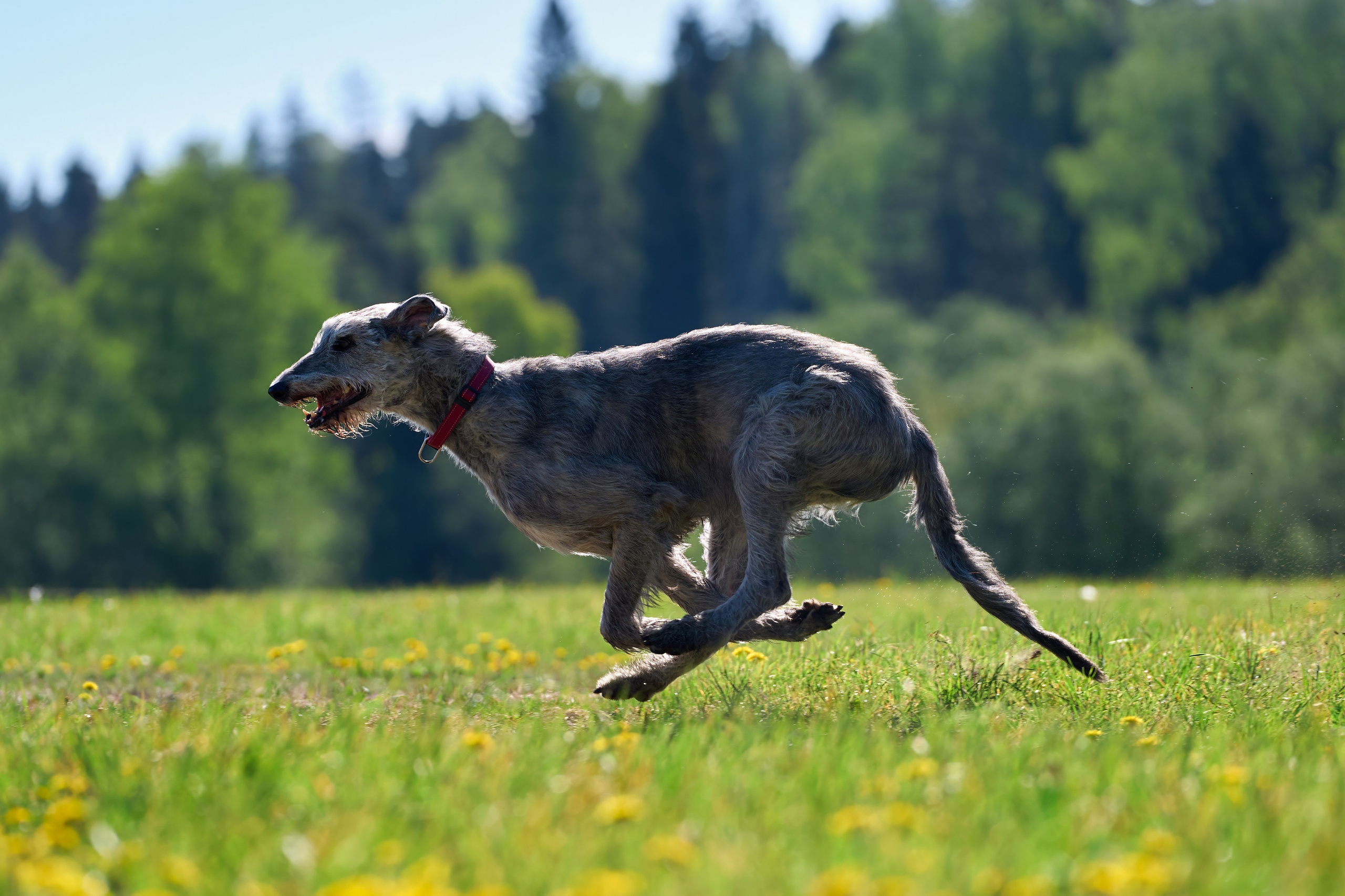 Тренировка по курсингу «на Ярославке». Фотограф-анималист Михаил Манухин