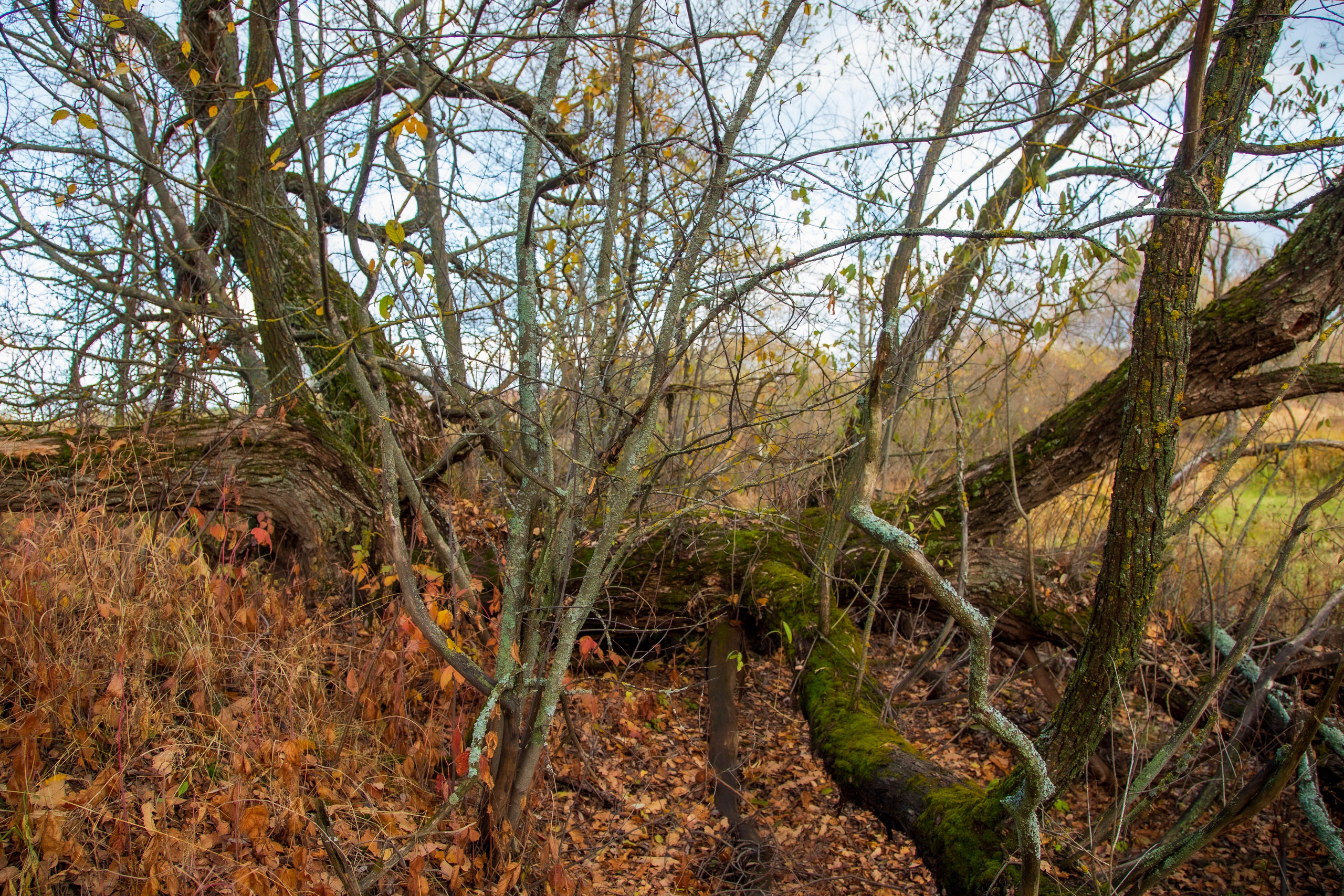 ТВОРЧЕСТВО. Творческая студия АЛНИфото