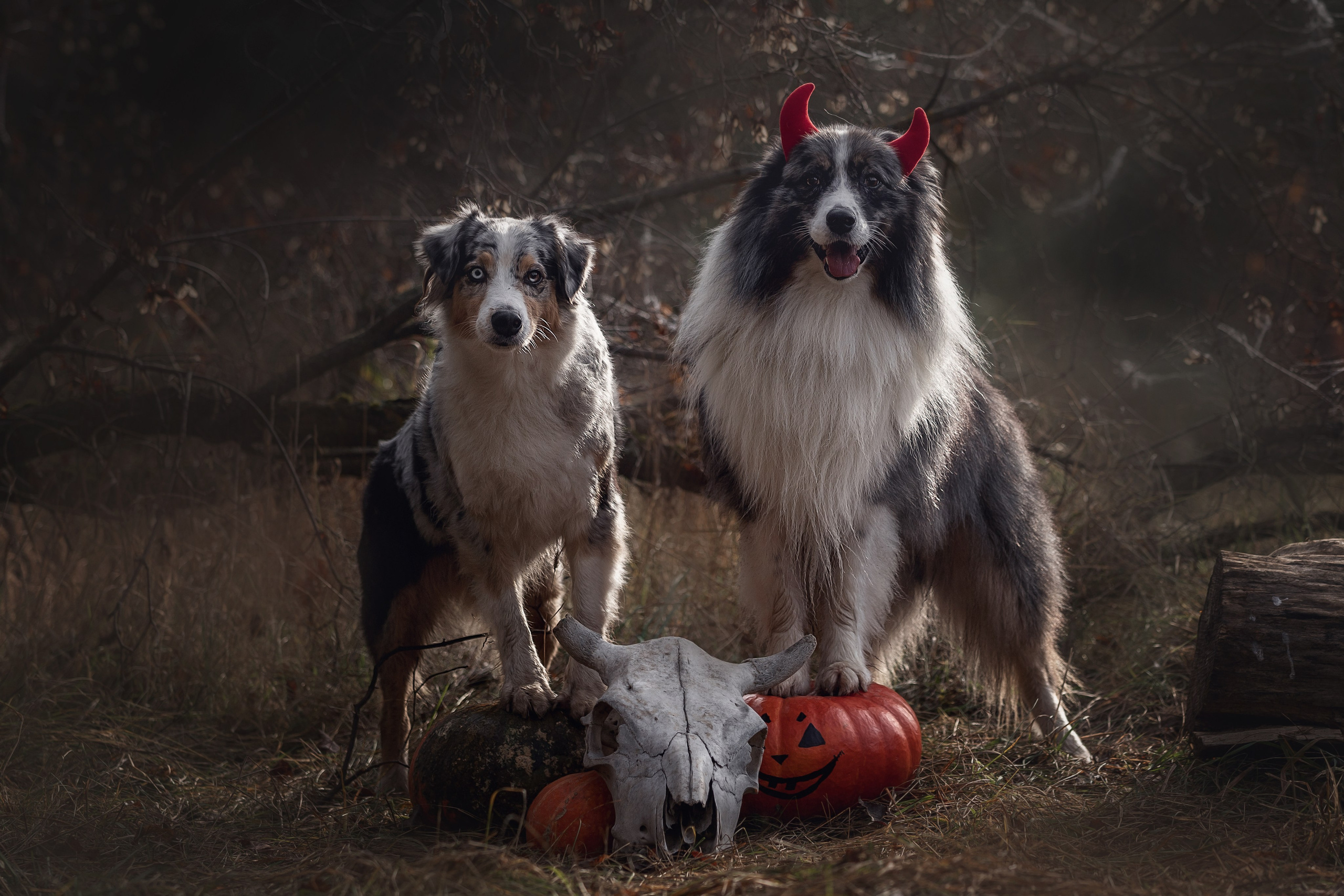 Фотодень «Хэллоуин» 2024. Фотограф-анималист в Калуге Мария Шерскова