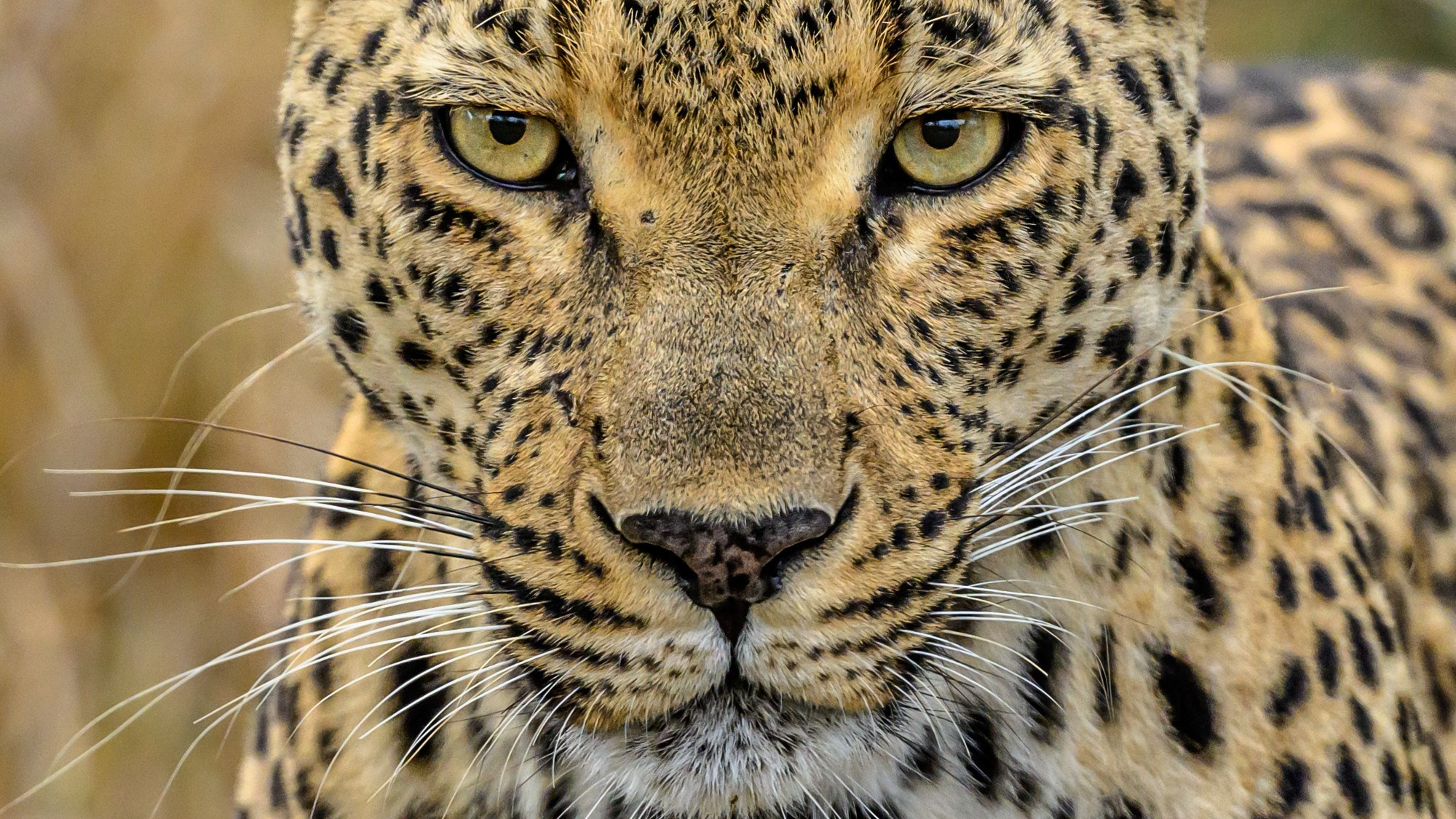 Большие кошки | Big cats. Фотограф Сергей Пупонин
