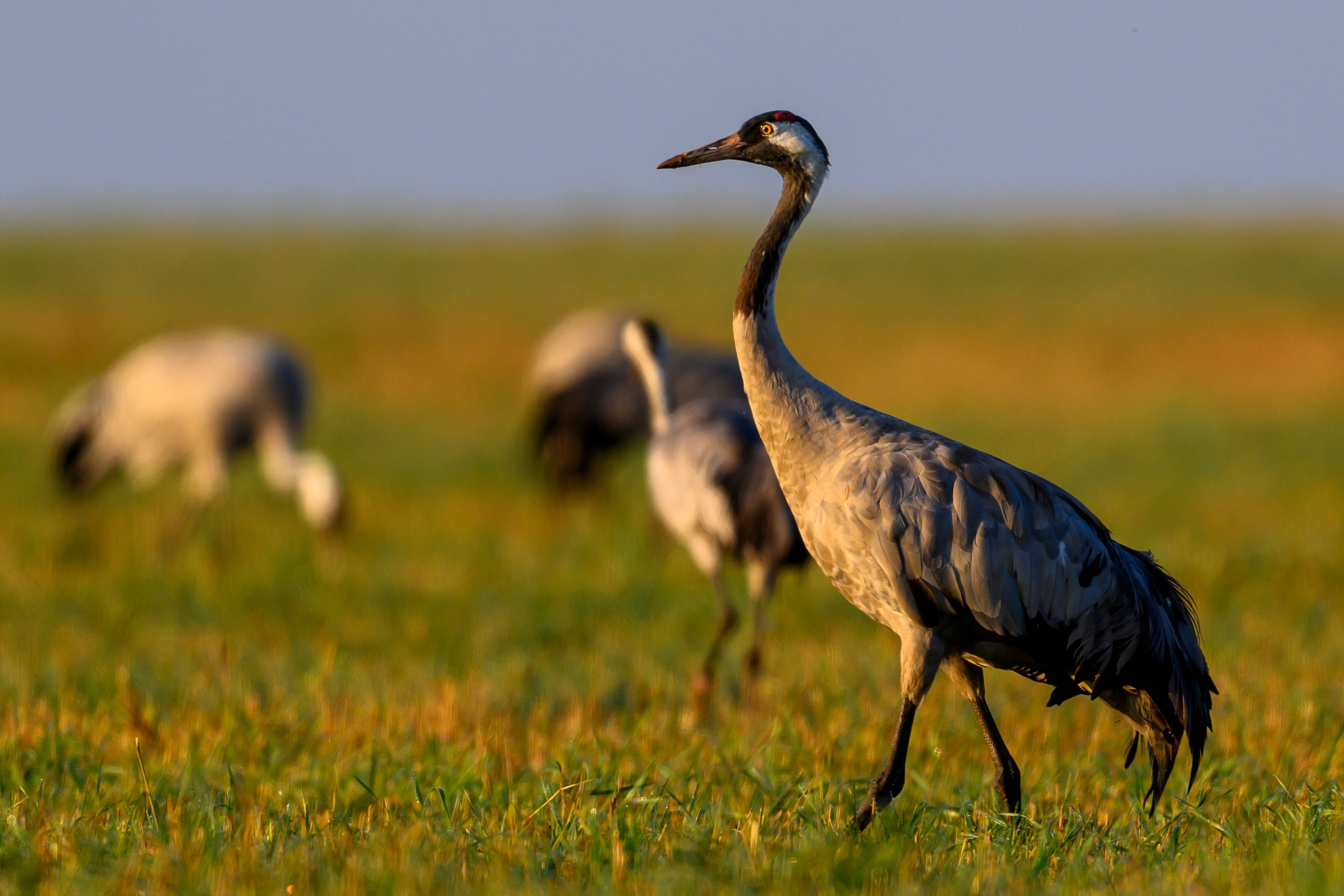 Танцы журавлей. Dances of the Cranes. Фотограф Сергей Пупонин