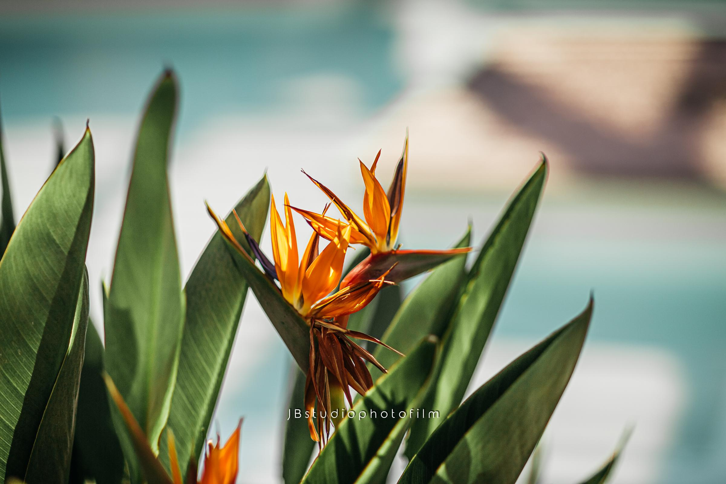 E & A (love story) — couple photography. Photographer Videographer Filmmaker| Фотограф Видеограф Фильммейкер