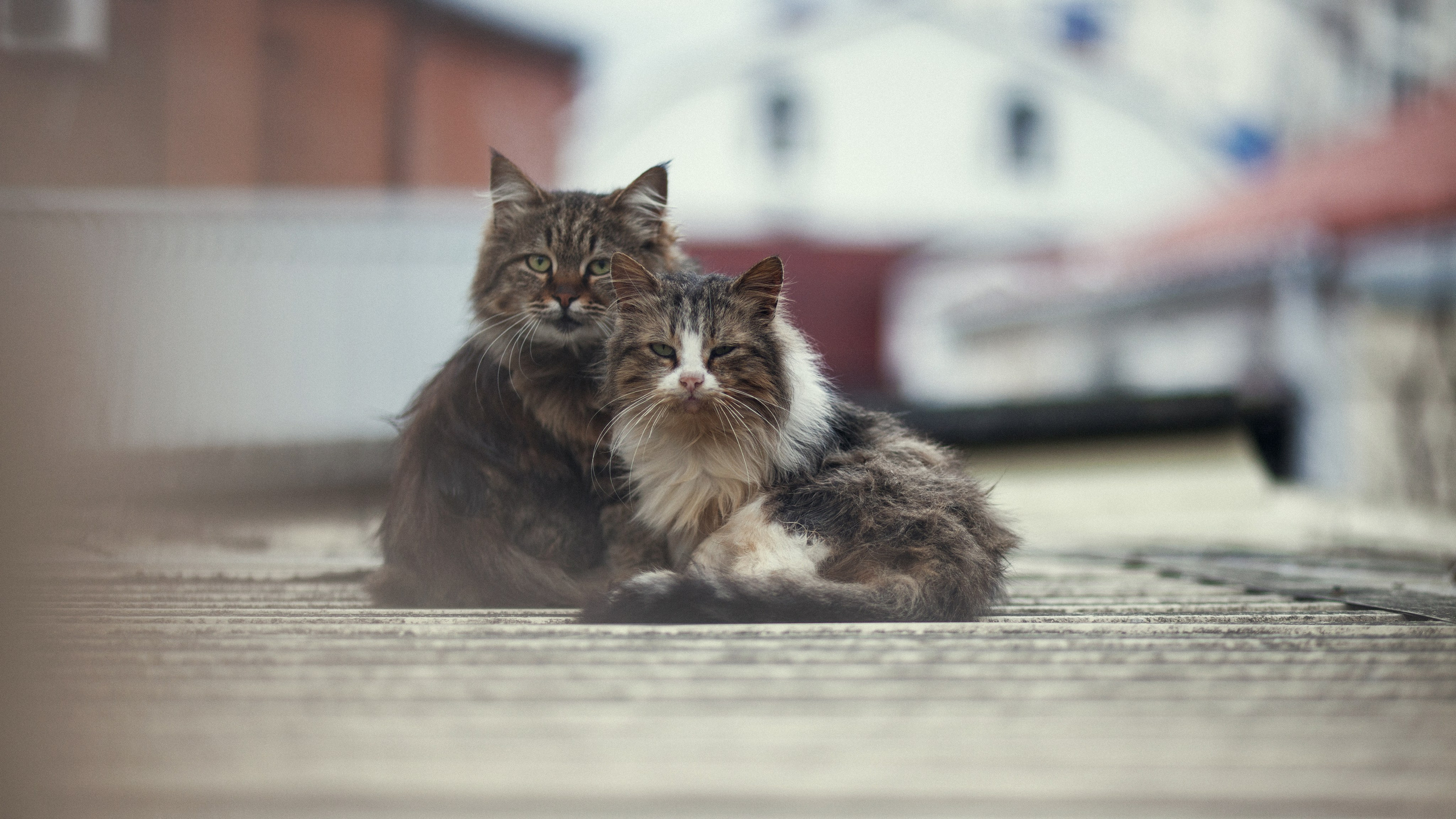 Улицы Люди на улицах Природа Животные — фотограф Оля Волчкова