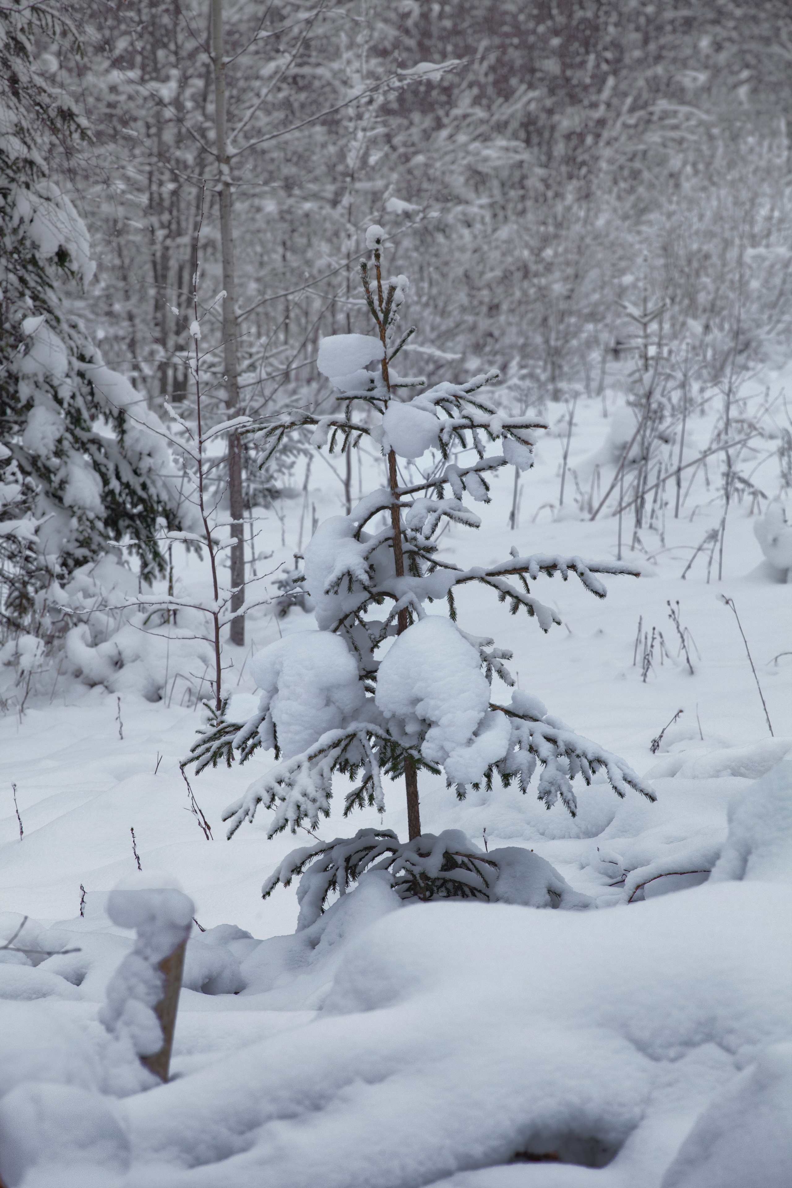 Портрет дерева. Свадьбы, портретная, предметная съемка. Фотограф Александр К