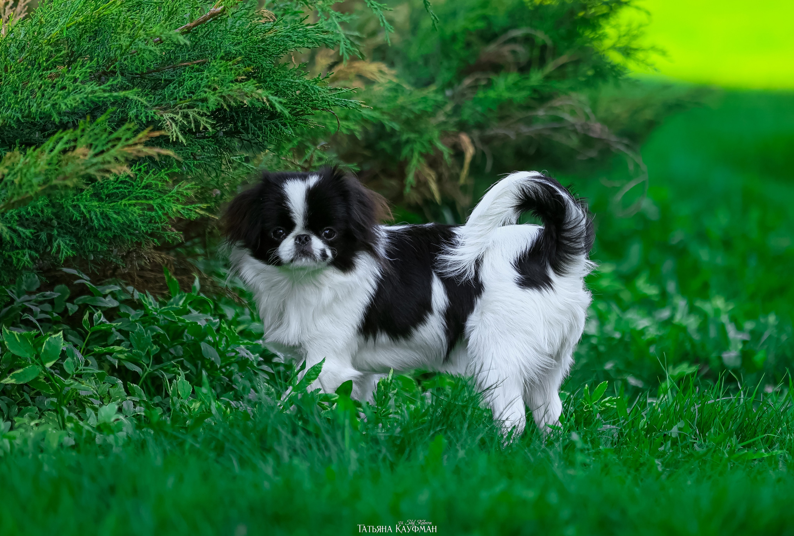 Японский хин, фотография японский хин, собака в цветах, красивая собака, фотограф анималист, фотокурс Анималистика, научиться фотографировать собак, фотограф Новосибирск