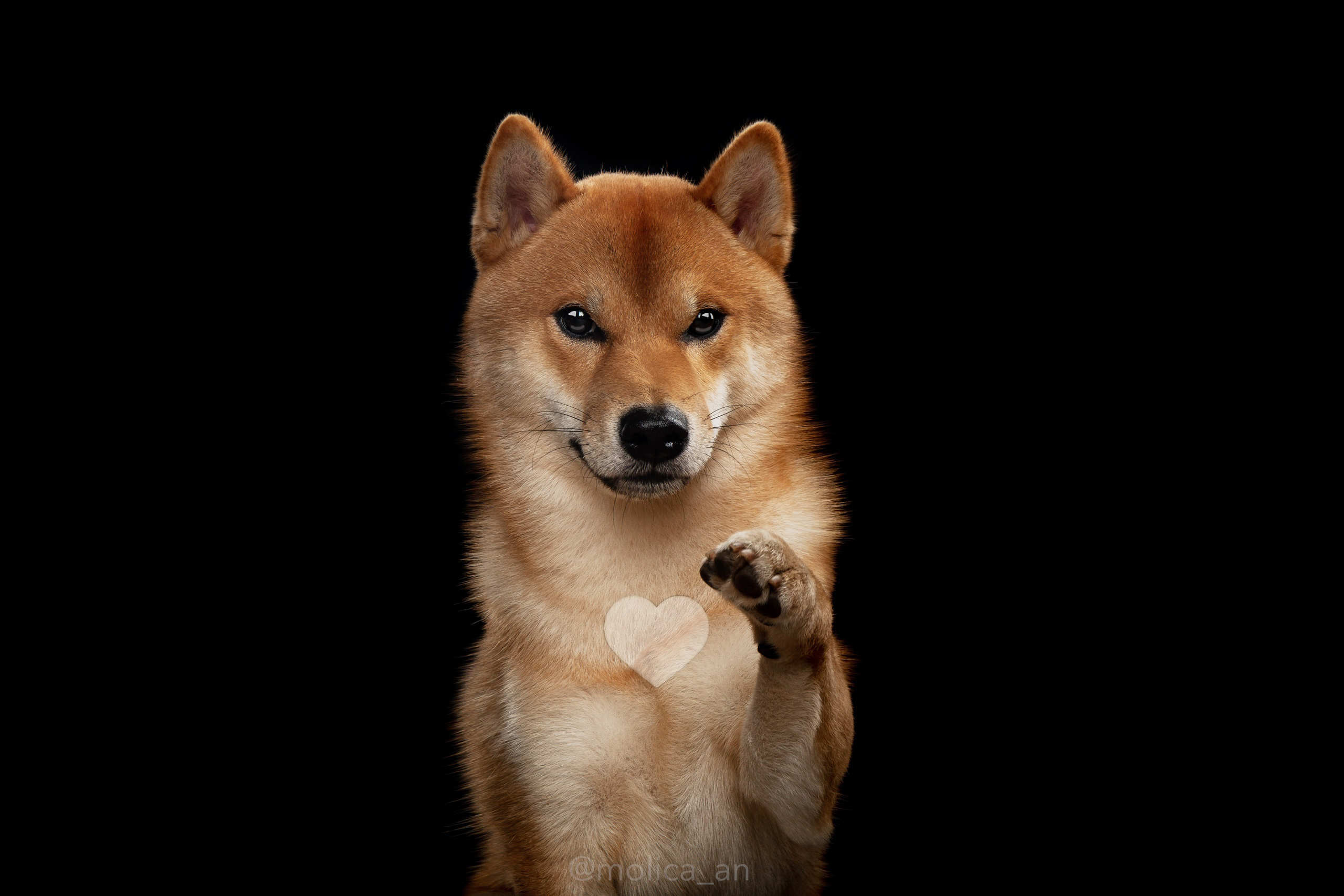 Щенки сиба-ину, шиба, Санкт-Петербург, RUBYLIGHT kennel