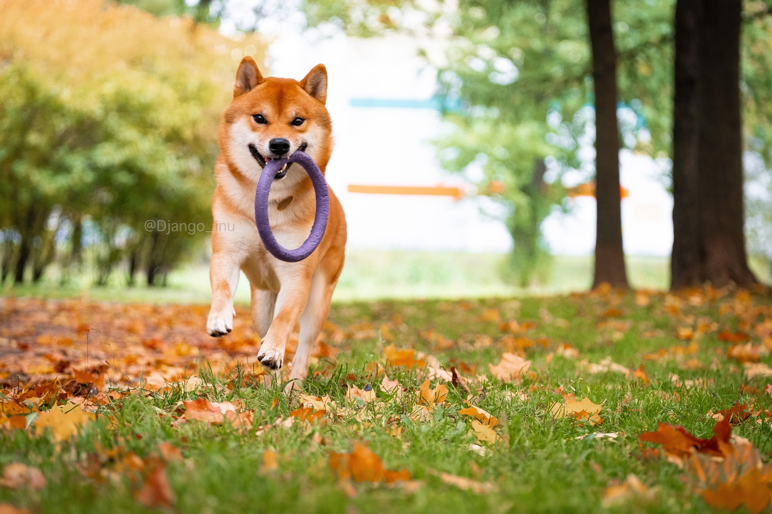 Щенки сиба-ину, шиба, Санкт-Петербург, RUBYLIGHT kennel