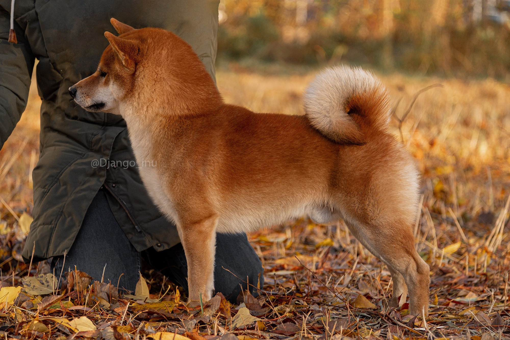 Щенки сиба-ину, шиба, Санкт-Петербург, RUBYLIGHT kennel