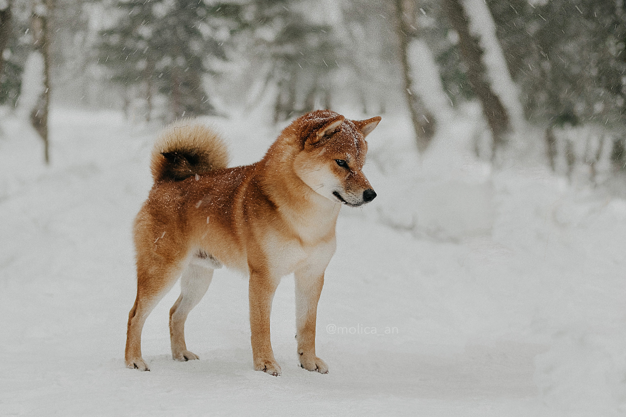 Щенки сиба-ину, шиба, Санкт-Петербург, RUBYLIGHT kennel