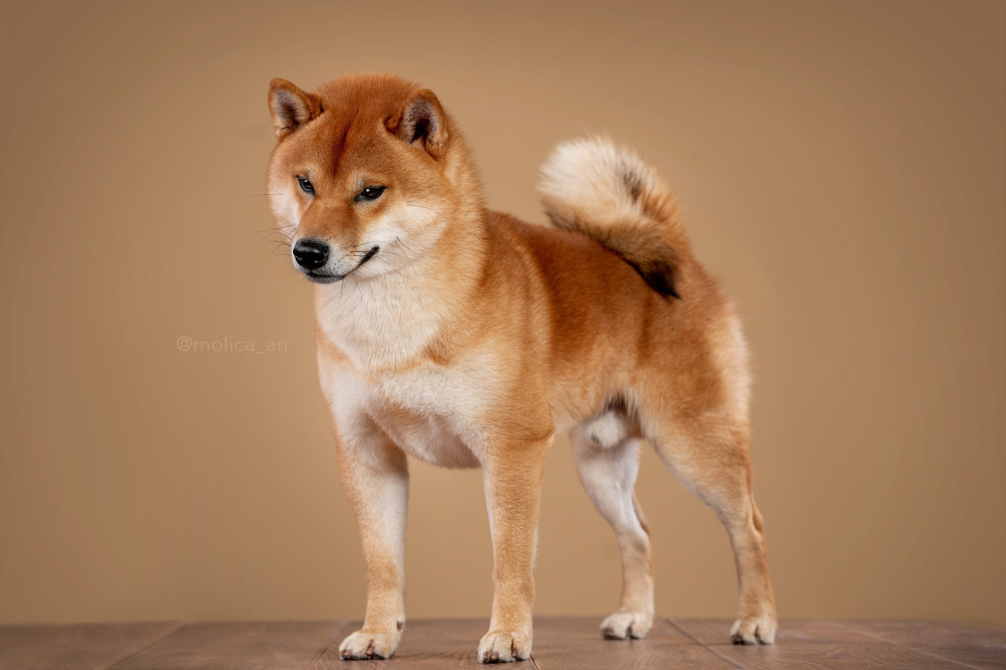 Щенки сиба-ину, шиба, Санкт-Петербург, RUBYLIGHT kennel