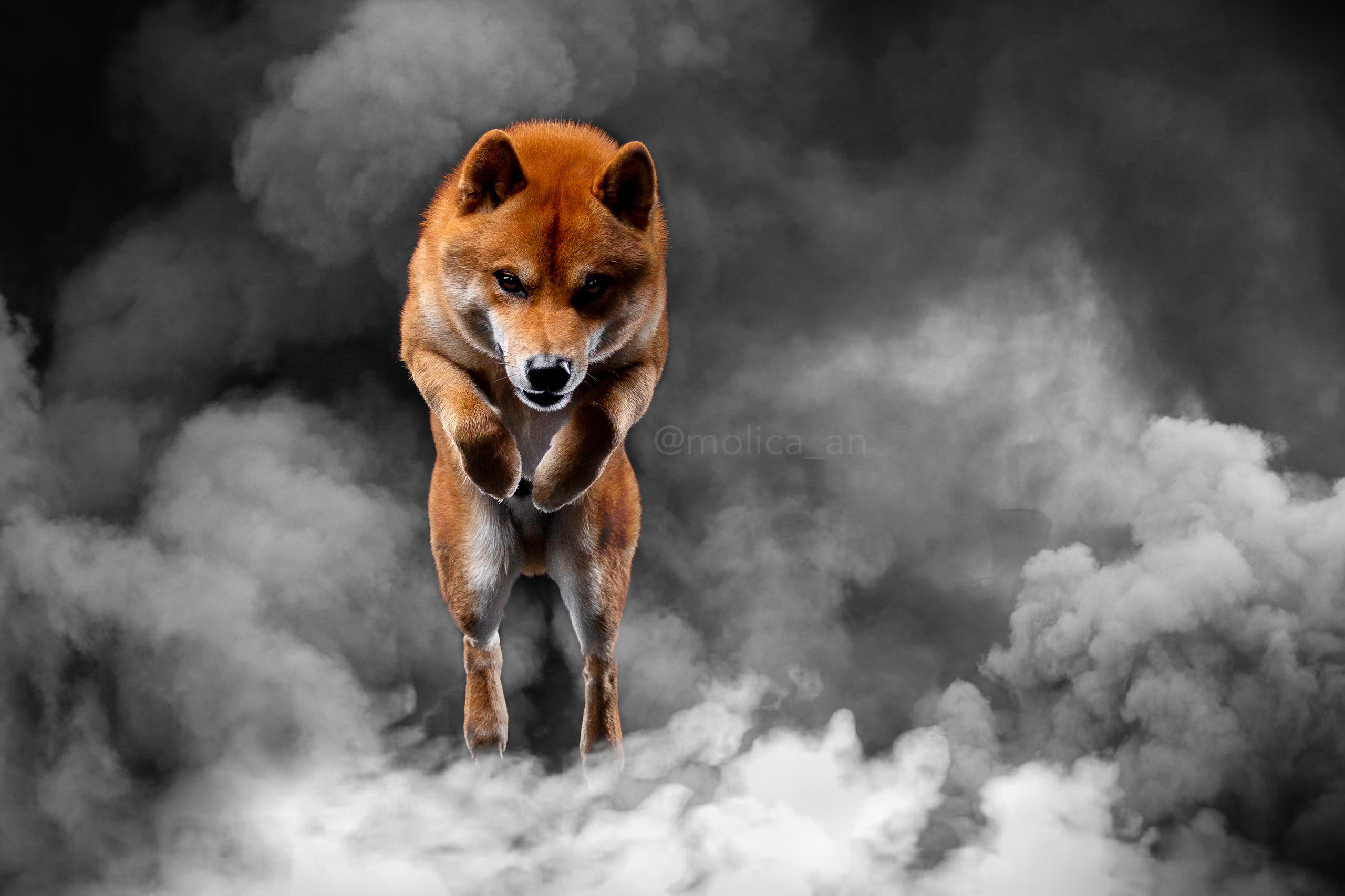 Щенки сиба-ину, шиба, Санкт-Петербург, RUBYLIGHT kennel