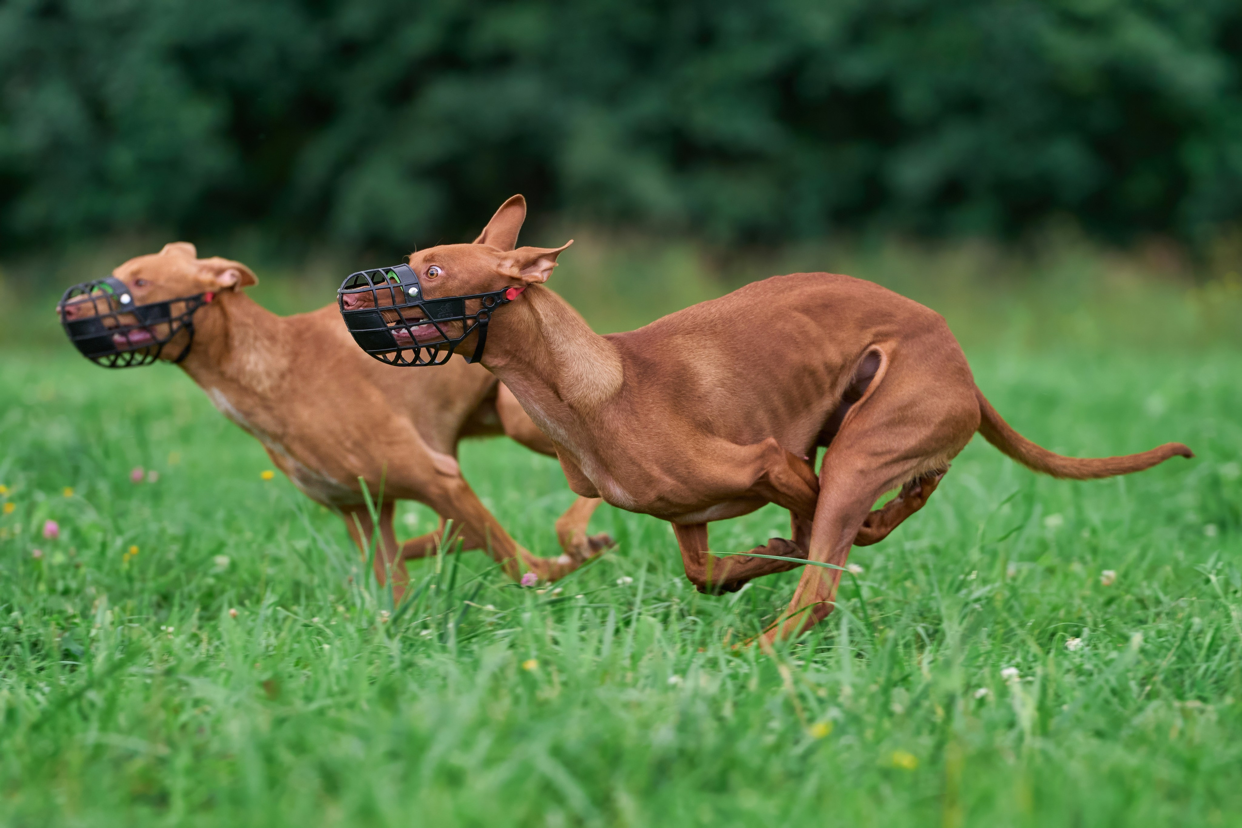 Тренировка в Донино. Фотограф-анималист Михаил Манухин