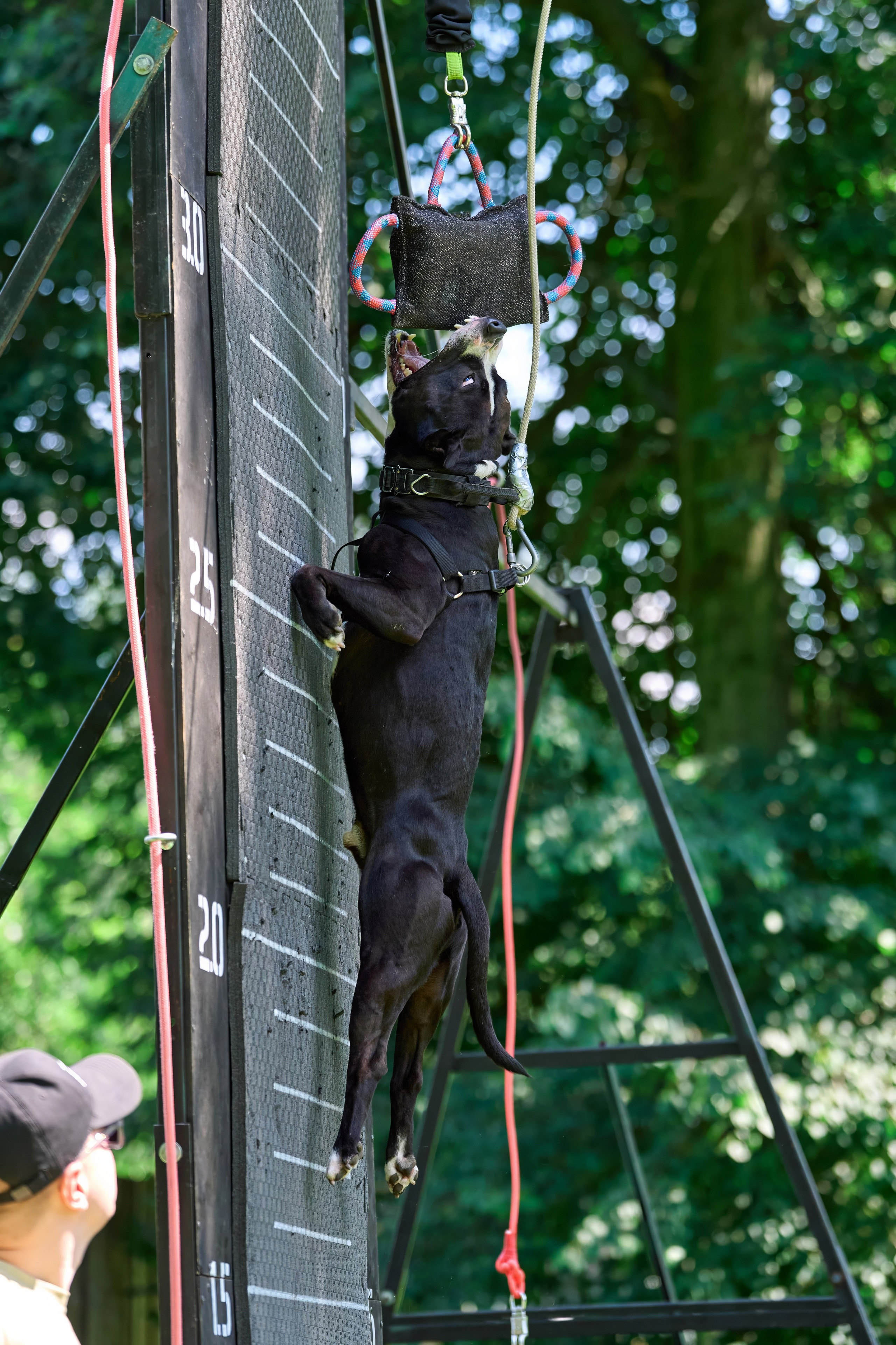 Двухдневные соревнования «Jump'n'Gym Fest — 2024». Фотограф-анималист Михаил Манухин